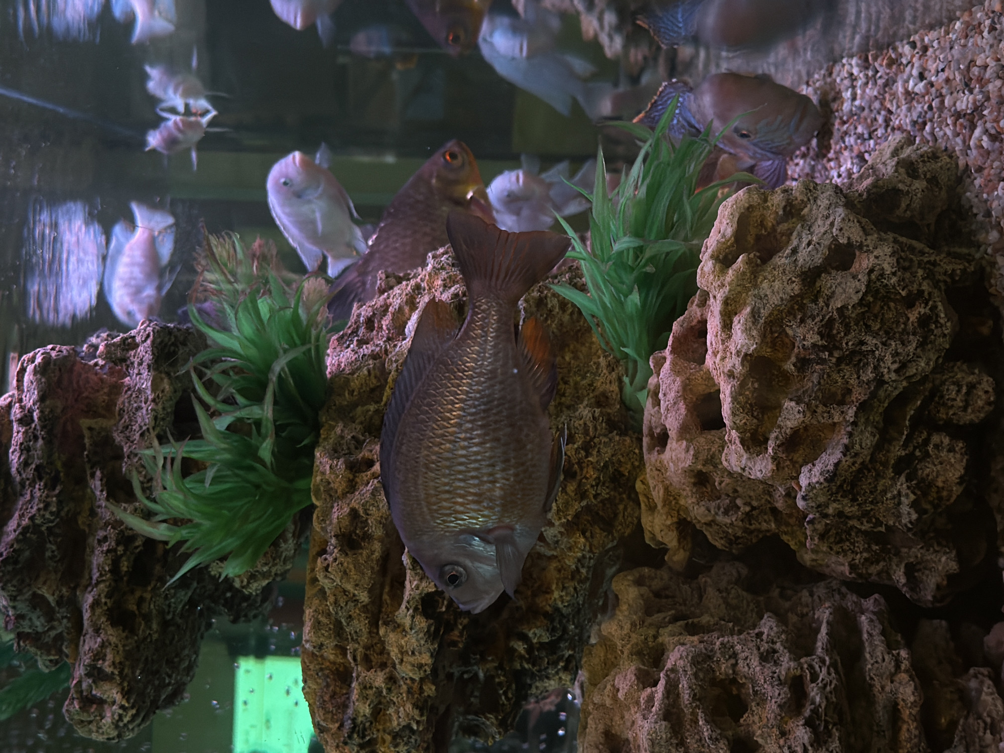The image shows an aquarium with several fish swimming among rocks and artificial plants. The fish are varied in size and color, with some appearing silver, pink, and dark gray. The aquarium is lit from above, casting shadows and highlighting the textures of the rocks and the scales of the fish. The environment is contained within a glass tank, with a gravel substrate at the bottom. The background is blurred, but appears to be another part of the aquarium with more fish and rock formations. The lighting suggests an indoor setting, likely a home or public aquarium. The image does not contain any elements that would allow for identification of its location within Krasnoyarsk, Russia.