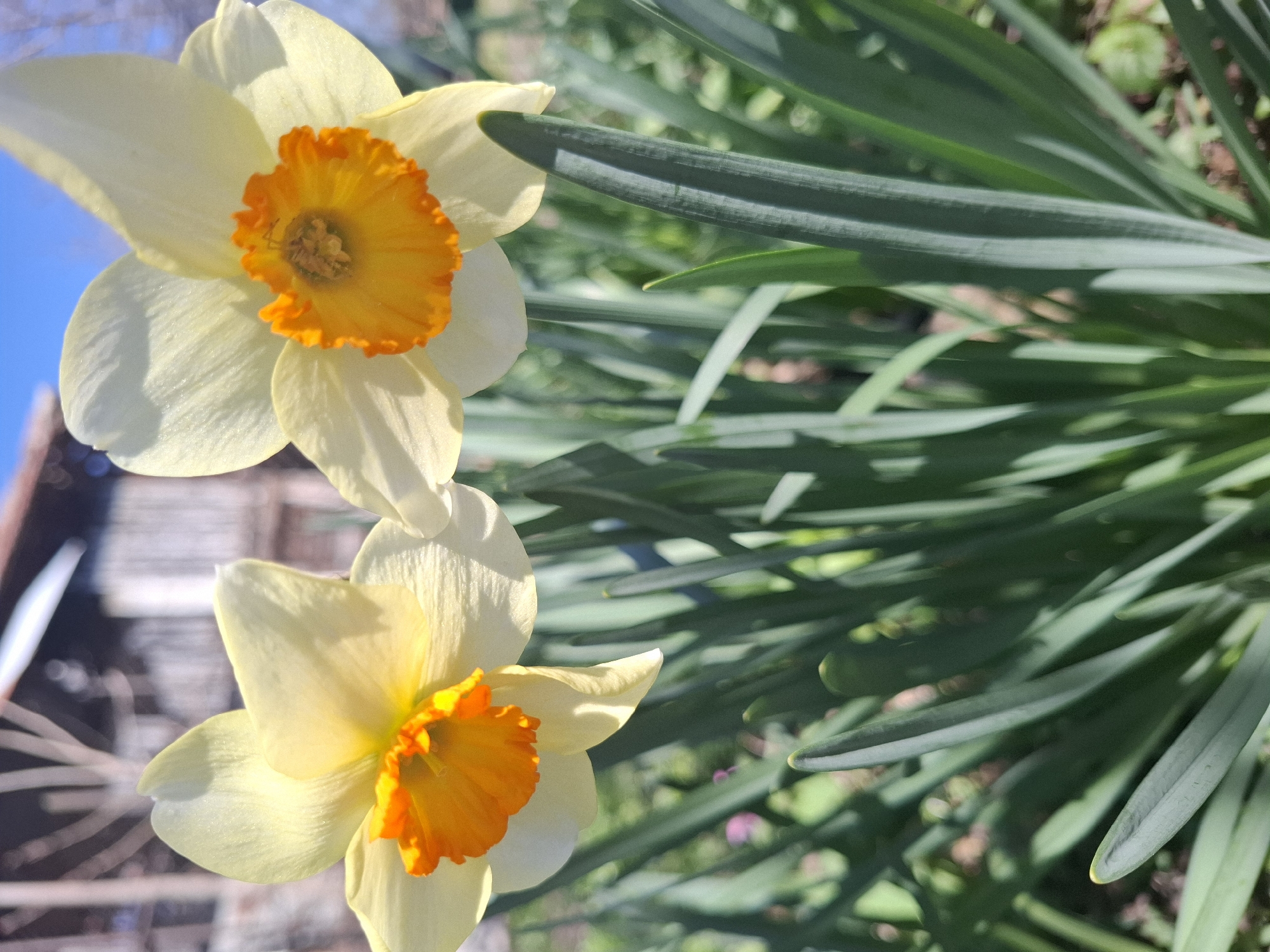 Two daffodils with yellow petals and orange centers are in focus. They are positioned on the left side of the frame. Behind them are green, blade-like leaves. In the background on the left, a structure with a dark roof is visible. The sky above the structure is blue. The location is unknown.