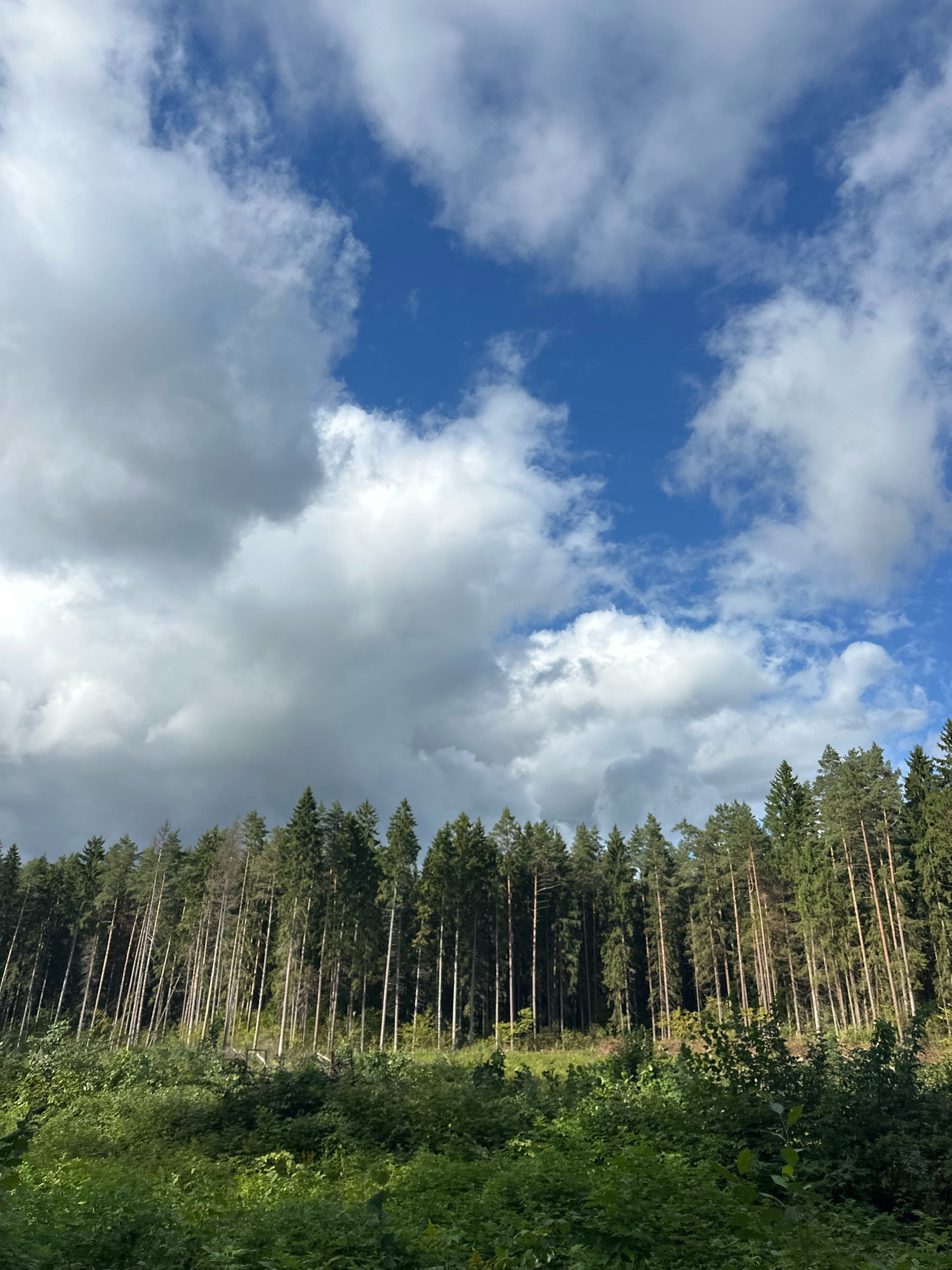 This is a photograph taken from a low angle, looking up at a forest and sky. The sky occupies the top half of the image and is a mix of bright blue and dramatic, heavy white and gray clouds. The forest forms a dense line across the bottom half of the image, with tall, slender evergreen trees dominating the scene. The foreground consists of lush, green undergrowth and bushes. The lighting suggests it might be a partly cloudy day, with some areas of sunlight filtering through. The image appears to be a natural landscape, possibly a forest edge or a clearing within a wooded area. The location is specified as Калодзішчанскі сельскі Савет, Belarus, which suggests a rural or suburban setting with significant natural vegetation. There are no people or discernible human activity in the photograph.