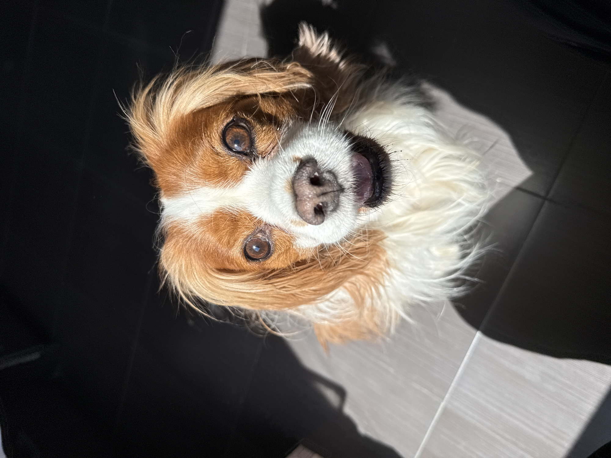 A dog is pictured from a low-angle view indoors. The dog has brown and white fur, and is looking up at the camera with its mouth slightly open. The background is a tiled floor with shadows cast across it. There are no visible signs indicating the location is Sofia, Bulgaria.