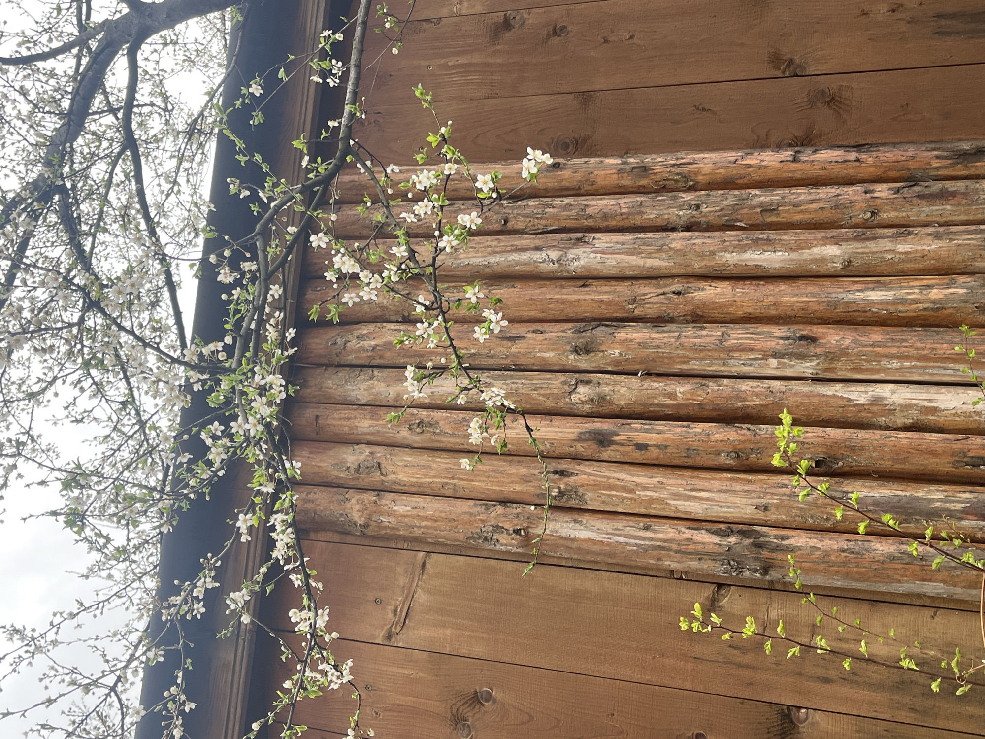 The image shows a wooden structure with flowering branches in front of it. The wooden structure appears to be the wall of a log cabin, constructed from horizontally stacked logs. The logs vary in color and texture, some exhibiting signs of weathering or age. A tree branch with small white flowers is draped along the side of the building, particularly on the upper-left and middle-right of the frame. Some young green leaves are also visible on the branch. The sky is overcast and not clearly visible.
The location and city of Sofia, Bulgaria cannot be determined from the image alone.