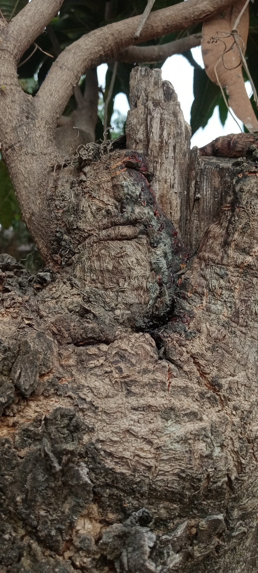 A close-up, detailed view of the rough, textured bark of a tree trunk. The bark is a mottled brown and gray, with deep crevices and raised ridges. In the center of the image, a dark, wet-looking crevice runs vertically, with some reddish-brown staining and small black specks that could be ants or debris. The overall impression is one of age and weathering. The image appears to be taken outdoors, with glimpses of green foliage and a bright sky visible in the background, suggesting a natural environment. The location in Rengel, Indonesia is not visually discernible from the image itself.