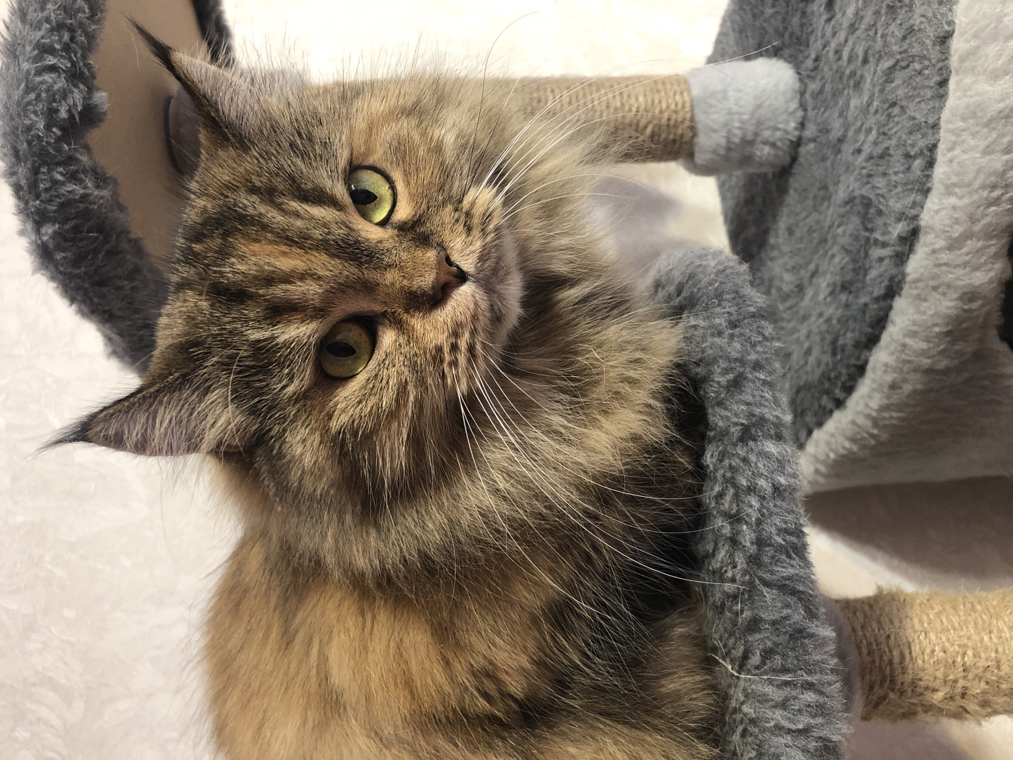 A medium shot shows a long-haired tabby cat with green eyes and a tortoiseshell pattern on its head. The cat is resting on a multi-tiered cat tree with gray fuzzy platforms and brown sisal rope-wrapped posts. The background is a textured white wall. The cat is looking directly at the camera with its ears perked up. The lighting is soft and diffused, creating a warm atmosphere.