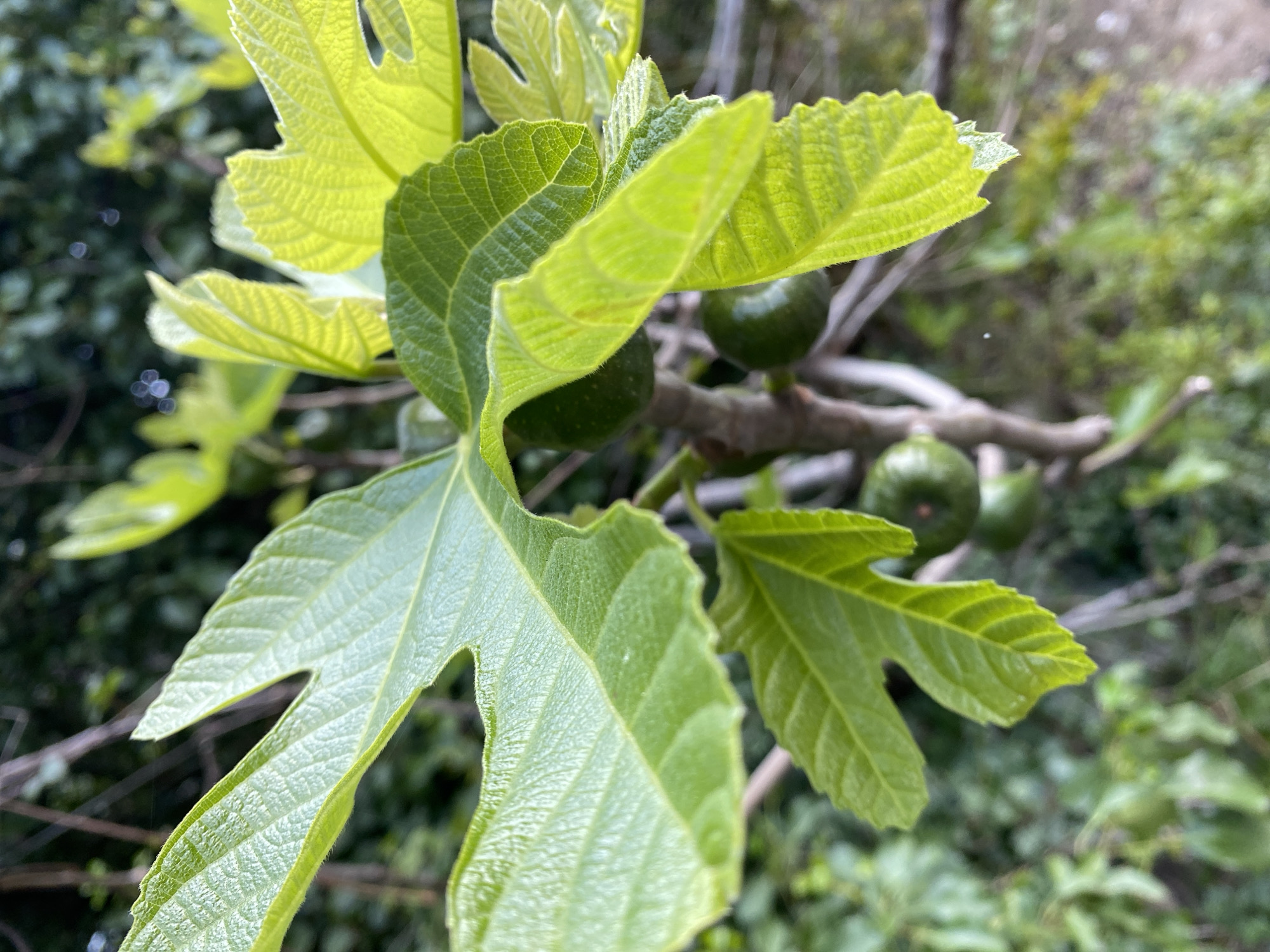 The image shows a close-up of a fig tree branch with several green fig fruits and fig leaves. The leaves are vibrant green with a textured surface. The background is blurred with green foliage, indicating a natural or garden setting. The exact location within the city of Budva, Montenegro, cannot be determined from the image.
