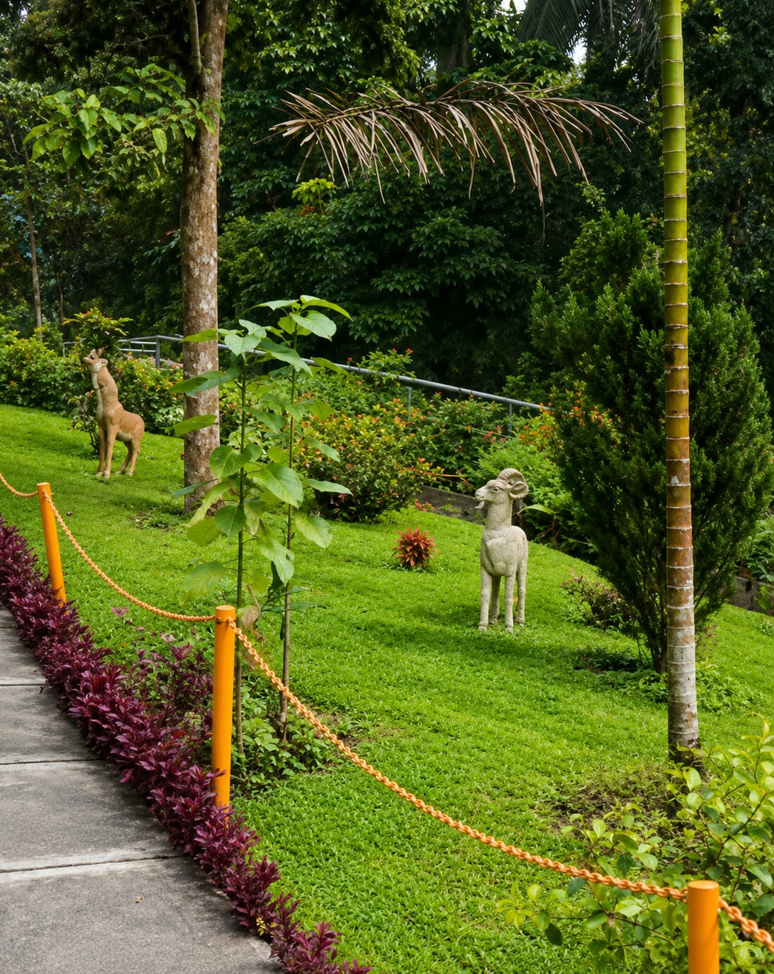 The image depicts a serene garden landscape in Dolat Rayat, Indonesia. In the foreground, a concrete pathway is bordered by vibrant, dark purple foliage. An orange chain-link fence, supported by orange poles, delineates the pathway from the lush green grass of the garden.
Further into the garden, two decorative animal statues are placed on the lawn. To the left, a light brown statue of a deer stands with its head raised. To the right, a cream-colored statue of a ram, complete with prominent horns, faces towards the viewer.
The background is a dense tapestry of green trees and foliage, suggesting a natural and well-maintained environment. A slender, tall palm tree stands to the right of the frame, its fronds reaching towards the sky. The overall scene conveys a sense of tranquility and natural beauty. There are no people visible in the image.