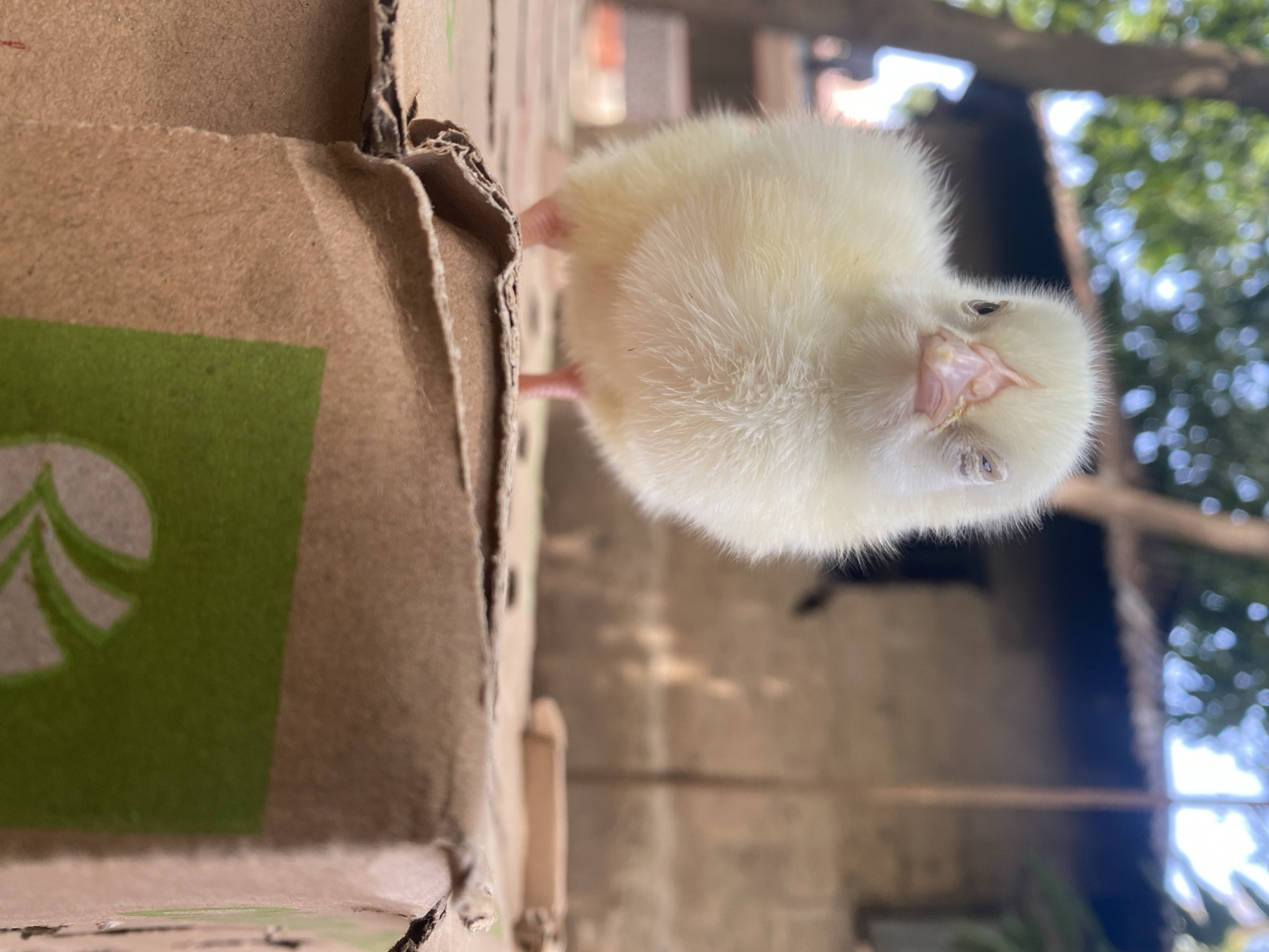 A close-up, tilted shot captures a fluffy, light-yellow chick standing on or near a brown corrugated cardboard box in Maigizo, Nigeria. The chick, likely a baby chicken or duckling, is the central subject, with its soft downy feathers, dark beady eyes, and delicate pink beak clearly visible. Its tiny pink feet are also discernible, gripping the surface.
To the left, a section of the cardboard box features a prominent green area with white, stylized leaf-like shapes, suggesting a logo or branding, though no specific text is legible. The cardboard itself shows natural wear and tear with rough, torn edges.
The background is softly blurred, displaying dappled sunlight filtering through green foliage, indicative of trees or bushes, and faint hints of rustic structures like wooden beams or walls. This natural, outdoor setting suggests a daytime scene, possibly in a backyard, farm, or rural environment. The chick appears alert and perhaps curious, looking towards the viewer with an innocent expression.