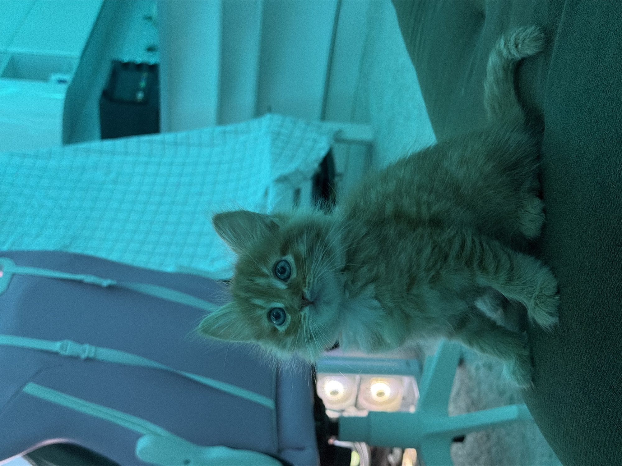 An indoor scene in Khimki, Russia, shows a small, fluffy ginger kitten with bright, wide blue eyes, looking directly into the camera. The image is rotated 90 degrees counter-clockwise, with the kitten appearing on its side, resting on a textured, dark green or olive fabric surface, likely a sofa or chair. Its light-colored whiskers are prominent against its face.
The room is bathed in a distinct blue-cyan artificial light, which casts a greenish tint on the kitten's normally orange fur and highlights the vivid blue of its eyes. In the background, to the upper left, a light-colored, possibly white or very light blue, checkered fabric is visible. Further back, a dark, rectangular object, potentially an electronic device, can be seen. Below the kitten's head, two round light sources with a warm, yellowish glow contrast with the dominant cool blue lighting. A blurred, purple or lavender object with horizontal stripes, possibly an item of furniture or a cat tree, occupies the lower left portion of the frame. No people are visible, and there is no discernible text in the image. The kitten's expression is curious and alert, capturing a moment of interaction with the viewer.