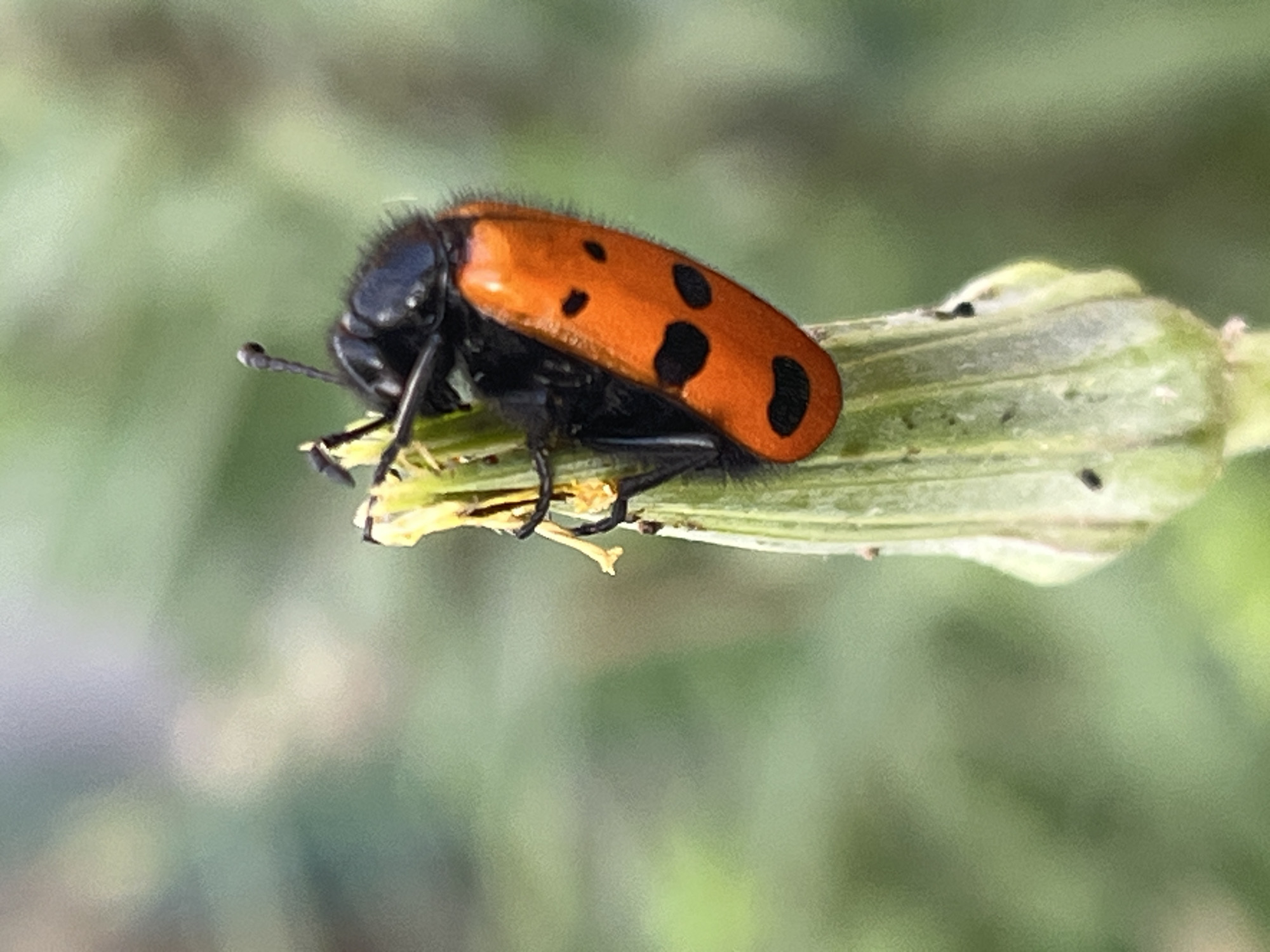 This is a close-up, vertically oriented, outdoor photograph of a single insect. The insect is black and orange and is perched on a green plant bud. The insect has an elongated, oval-shaped body, predominantly bright orange with distinct black markings. Two black spots are visible on the left side of its abdomen, resembling eyes, and another black spot is visible on the right side, resembling a mouth or a continuation of the eye pattern. The insect's head and thorax are black and fuzzy, with two antennae extending upwards. Its legs, also black, are gripping the plant bud. The plant bud is green, elongated, and appears to be in a pre-bloom stage, with some yellow wispy structures near the top where the insect is positioned. The background is softly blurred, predominantly in shades of green and light green, suggesting a natural environment like a garden or field. There is no indication of the city of Krasnyye Barrikady, Russia, in the image.