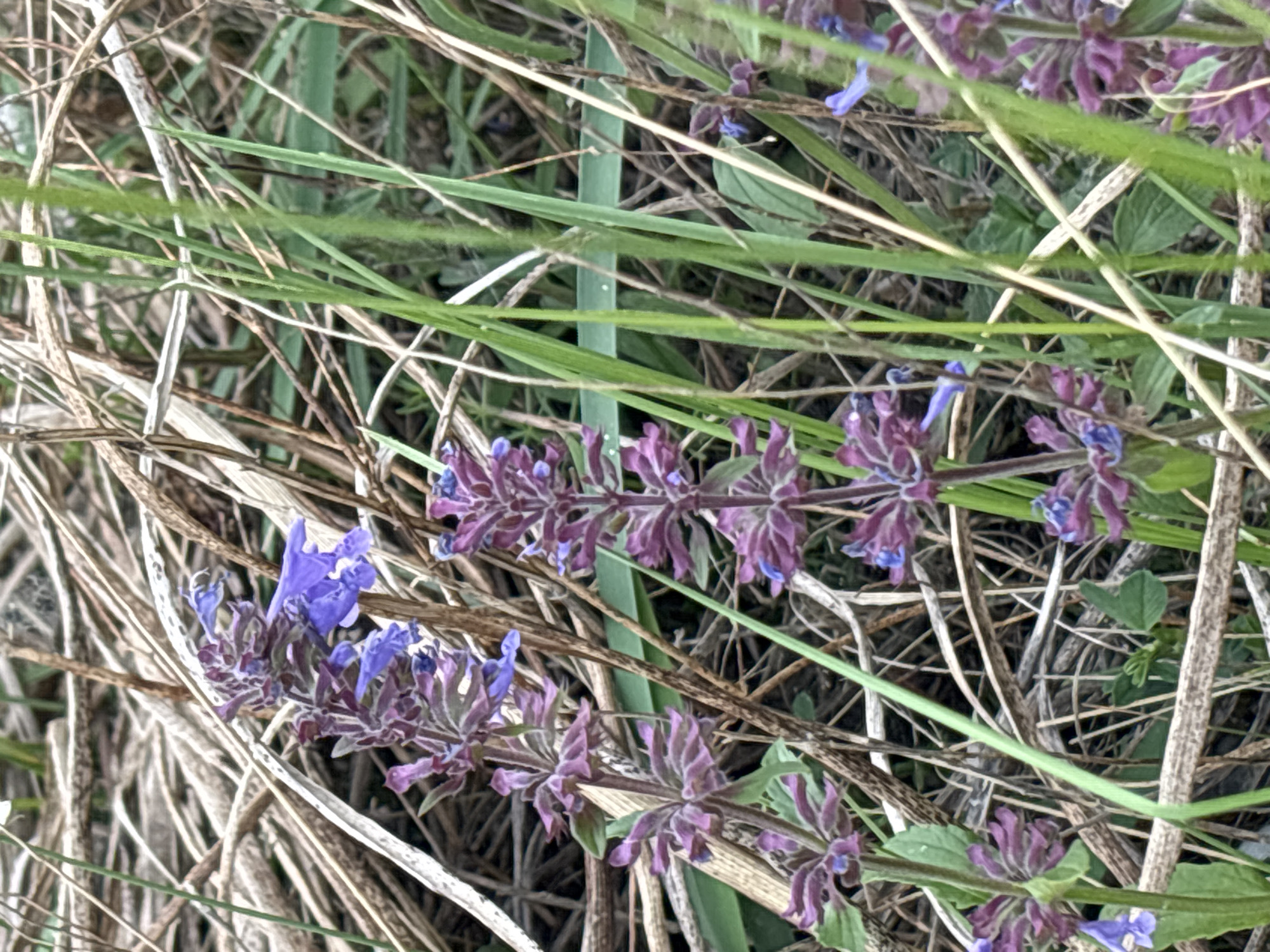 The image shows a close-up view of several purple flowers with small blue accents, likely wild sage, growing amidst dry grass and green foliage. The flowers are arranged in whorls along upright stems. The background is dominated by dried, light-brown grass stalks and blades, with some out-of-focus green leaves visible. The lighting suggests an overcast day or diffused sunlight. There are no people or animals visible in the frame. The setting appears to be a natural, uncultivated area, consistent with the natural vegetation found in the outskirts of Ust-Abakan, Russia.