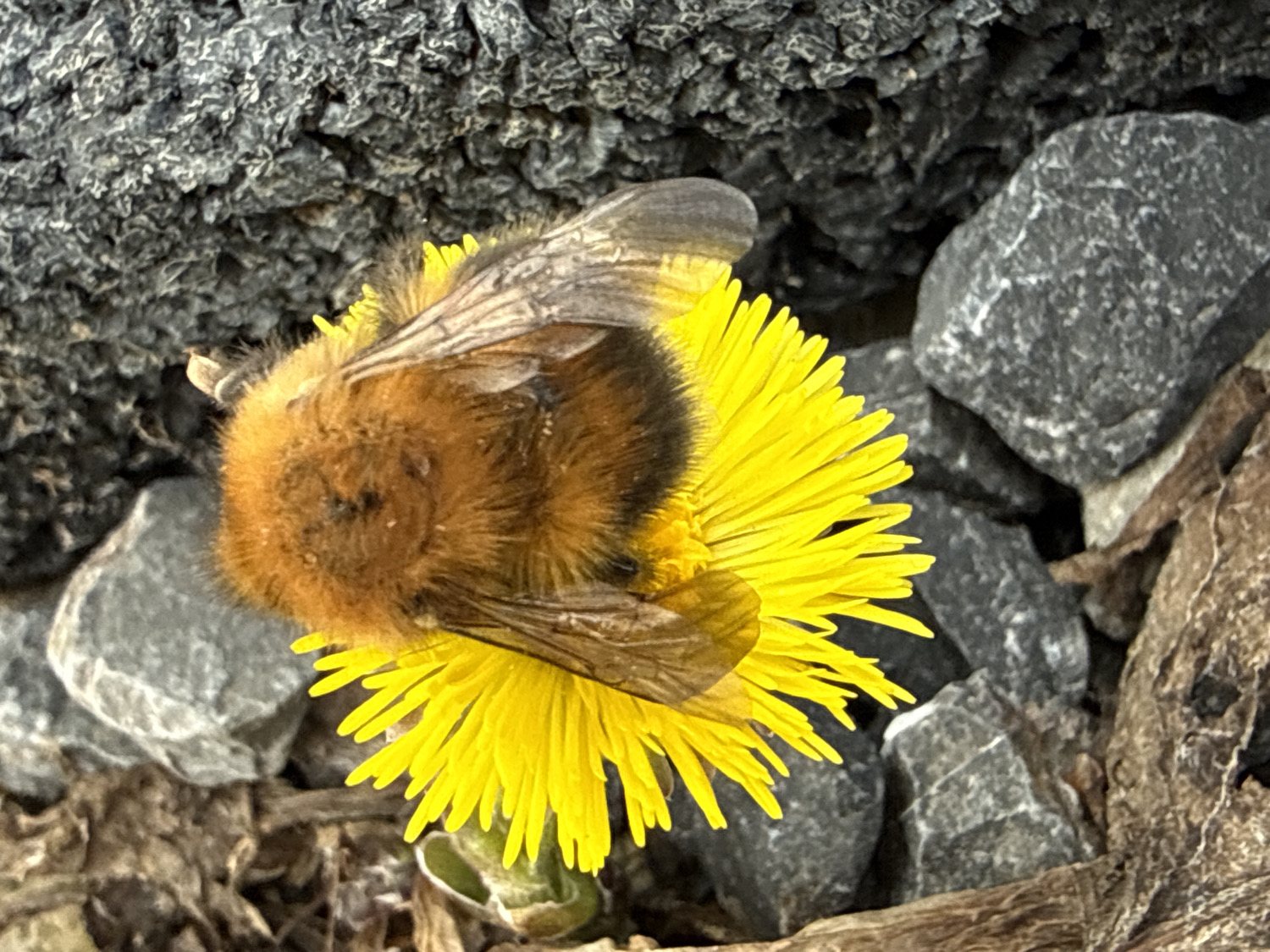 A high-angle, close-up photograph captures a large, fluffy bee, likely a bumblebee species, settled upon a vibrant yellow flower. The bee's body is covered in dense, reddish-brown fur on its thorax, transitioning to darker segments on its abdomen. Its translucent wings are visible, folded over its back. The bee's head and front legs are deeply immersed in the center of the flower, indicating it is actively feeding on nectar or collecting pollen. The flower, possibly a coltsfoot or similar composite flower, displays numerous bright yellow ray florets.
The background consists of an outdoor setting with scattered grey, angular rocks of varying sizes. In the upper left, there's a darker, textured surface, possibly rough bark or a larger rock formation. The lower right shows dried organic debris, such as leaves or wood fragments, contributing to a natural, somewhat unkempt ground cover. The lighting suggests a clear daytime environment. The scene takes place in Tyulyuk, Russia. There are no human subjects or visible text in the image.