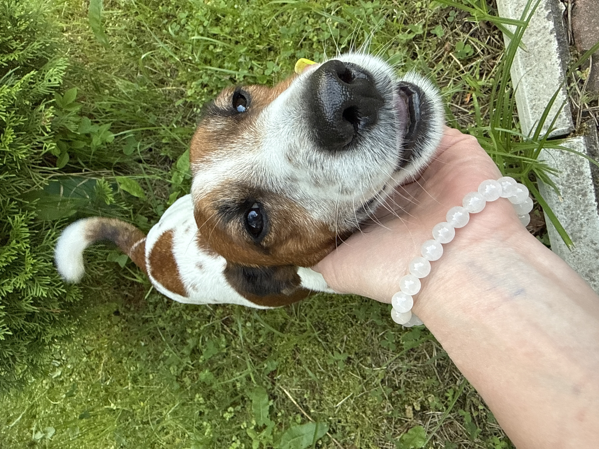 A close-up, high-angle shot shows a Jack Russell Terrier dog being petted on the head by a person's hand. The dog's head is tilted slightly, and it is looking directly at the camera with its mouth open and tongue slightly visible. Its fur is white with brown markings. The person's hand, adorned with a white beaded bracelet, is gently holding the dog's cheek. The background consists of green grass and some foliage, suggesting an outdoor setting, possibly a garden or park in the vicinity of Тмз Снт, Russia. The lighting is natural, indicating daytime.