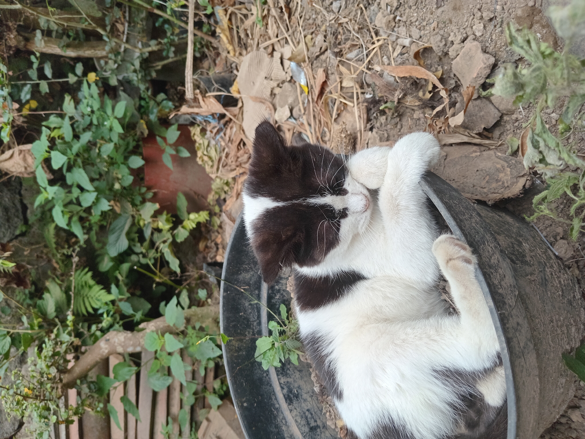 A black and white cat is sleeping in a black pot. The pot is surrounded by dry leaves and dirt. In the background, there are some green plants and a terracotta pot. The scene appears to be outdoors.