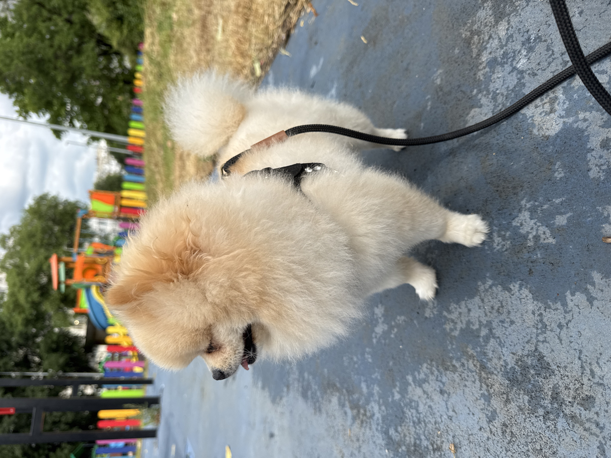 A cream-colored Pomeranian dog stands on a blue, textured surface. The dog is facing left, with its tongue slightly out. It is wearing a black harness with a black leash attached. In the background, there is a colorful playground with red, orange, blue, yellow, and green structures. A fence with colorful vertical poles in red, yellow, pink, and green lines the edge of the playground. Trees and a cloudy sky are visible beyond the playground. The setting appears to be an outdoor park in the city of Varna, Bulgaria.