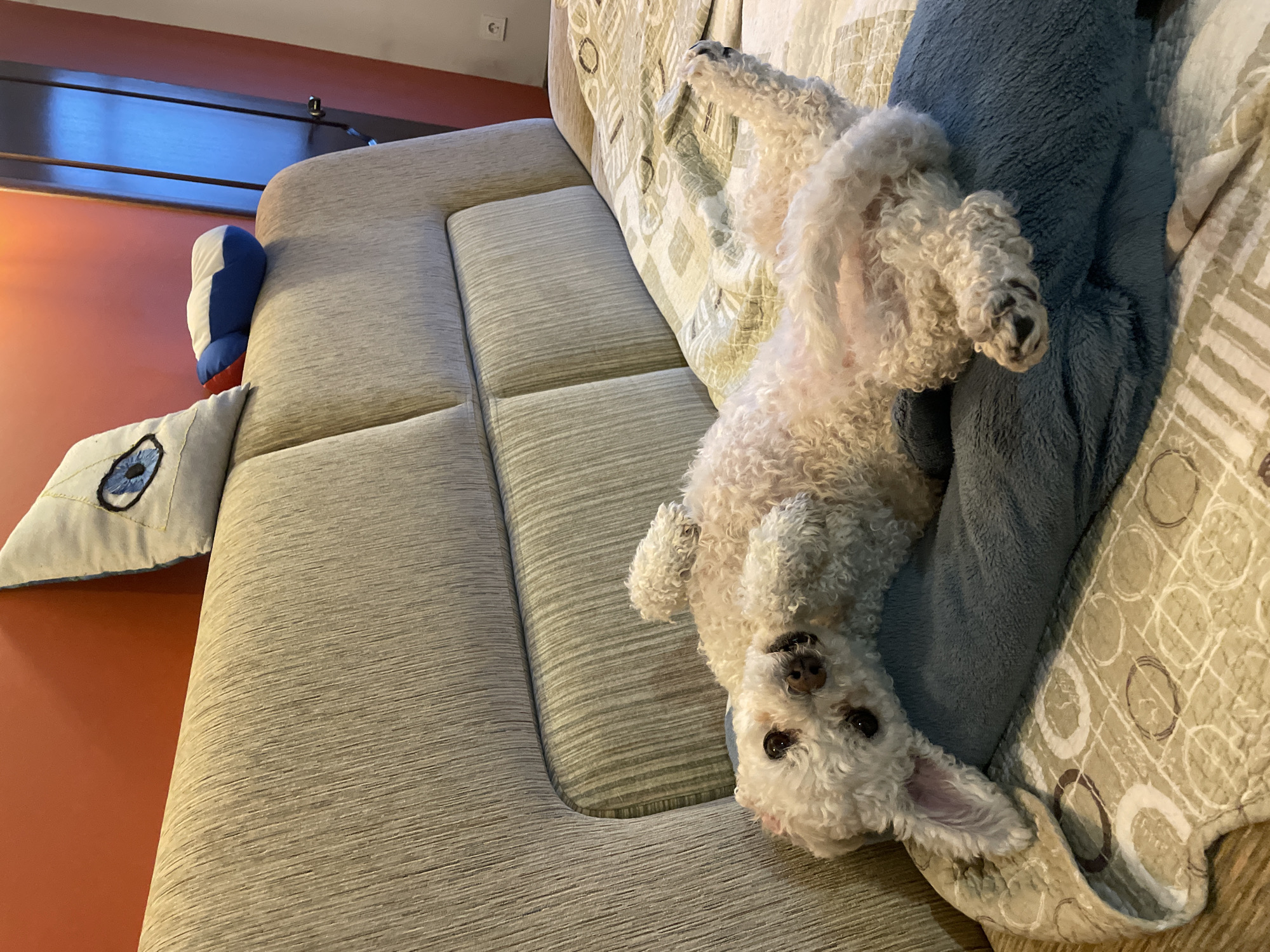 A small, white poodle-like dog is lying on its back on a beige couch with a blue pillow. The dog is facing the camera. A pillow with a stitched blue eye and a stuffed toy are visible on the left side of the couch. The wall behind the couch is painted orange. A dark brown shelf-like structure is mounted on the wall. The scene appears to be indoors. There is no information that suggests this is in Yekaterinburg, Russia.