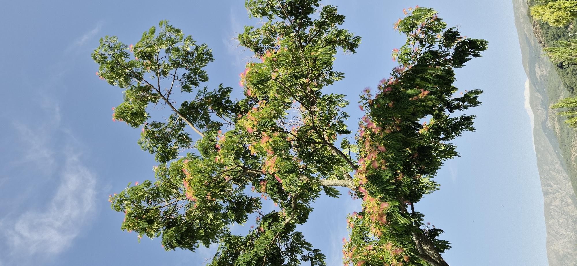 A low-angle shot captures the full bloom of a Mimosa tree against a bright blue sky with wispy clouds. The tree's branches, laden with feathery green leaves and delicate pink and white flowers, extend across the frame. The lower portion of the image shows a hazy view of rolling, mountainous terrain in the distance. The lighting suggests it is daytime.