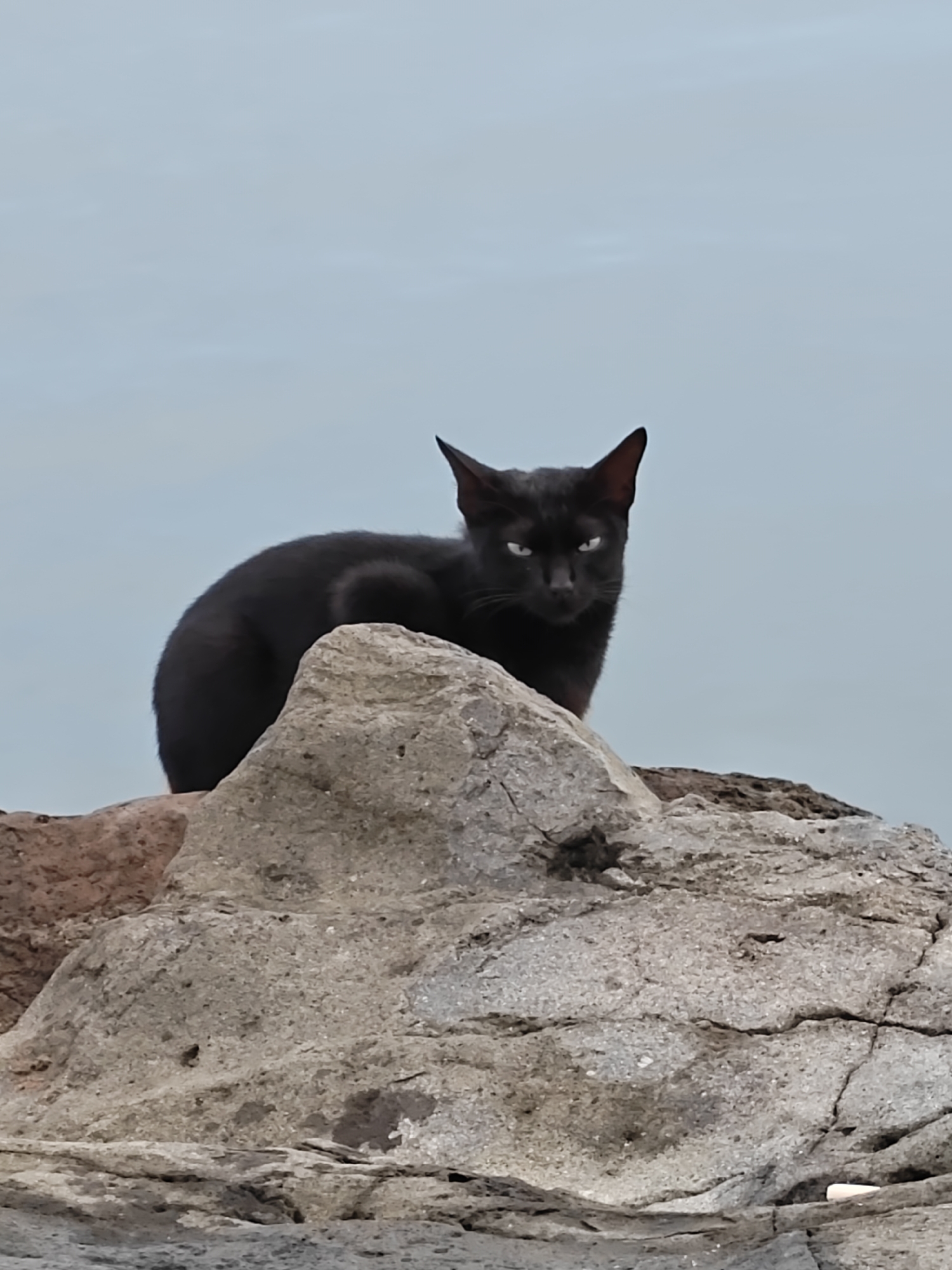 A black cat is perched atop a gray rock formation. The background is a pale blue color. The photo was taken in the city of Lhokseumawe, Indonesia.