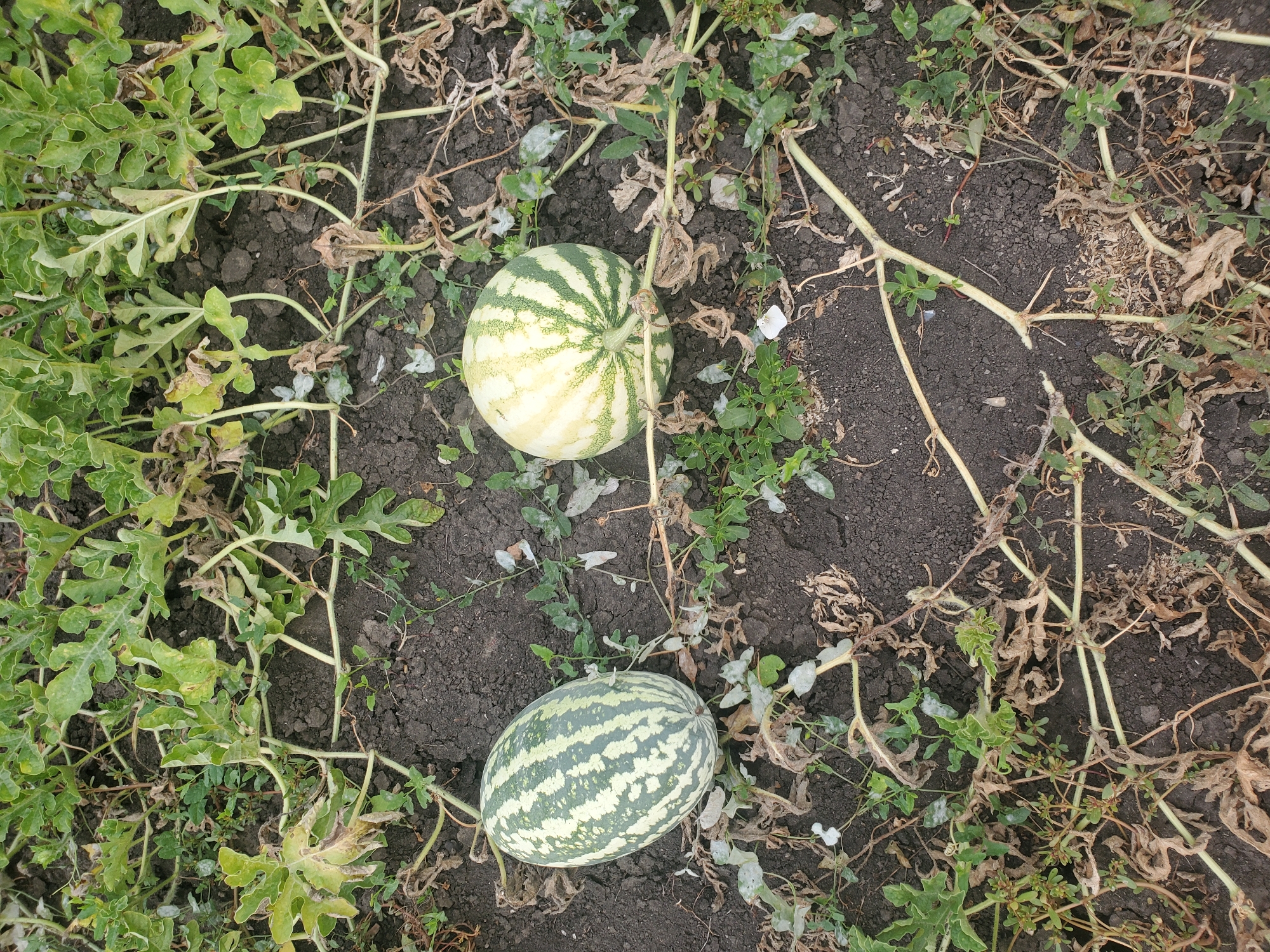 Two watermelons are growing on the ground in a garden. The watermelon on the left is oblong and has dark green stripes against a lighter green background. The watermelon on the right is more round and has light green stripes with some yellowing on the surface. Both watermelons are surrounded by the vines and leaves of the watermelon plant, which are green and brown, with some dried and wilted leaves scattered on the dark soil. Small green weeds are growing around the watermelon plants. The scene appears to be outdoors in natural light. The image location is specified as Konstantinovka, Moldova.