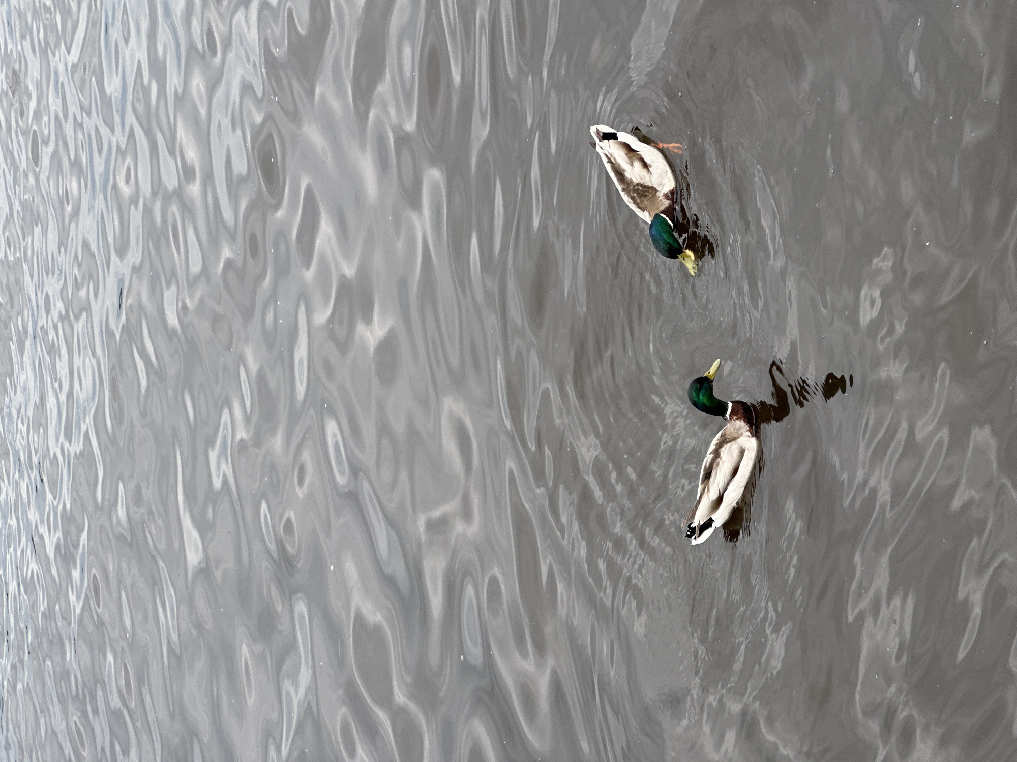 Two mallard ducks are swimming in calm, dark water with visible ripples. One duck is facing left, with its head down, possibly feeding. The other duck is to the right and slightly behind, also facing left with its head partially submerged. The water appears to be a natural body, such as a river or lake. The background is filled with the textured surface of the water. The scene is devoid of human presence and any discernable man-made structures, suggesting a natural or semi-natural environment.