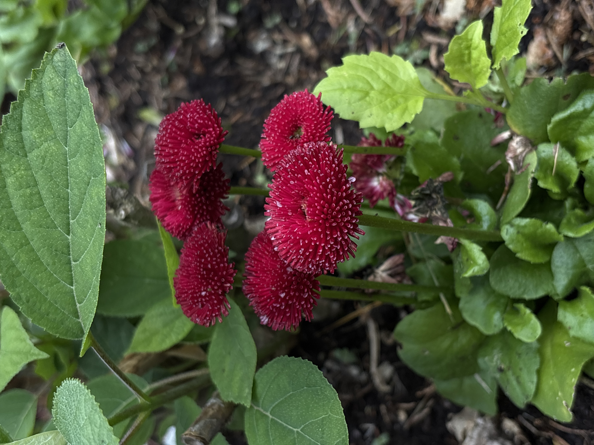 A close-up, outdoor, eye-level shot captures a cluster of vibrant red, pom-pom-like flowers with green leaves and stems. The flowers, densely packed with thin petals and dotted with tiny white tips, create a soft, textured appearance. The background is a blur of dark soil and fallen leaves, with a large, textured green leaf prominently positioned in the upper left quadrant.
