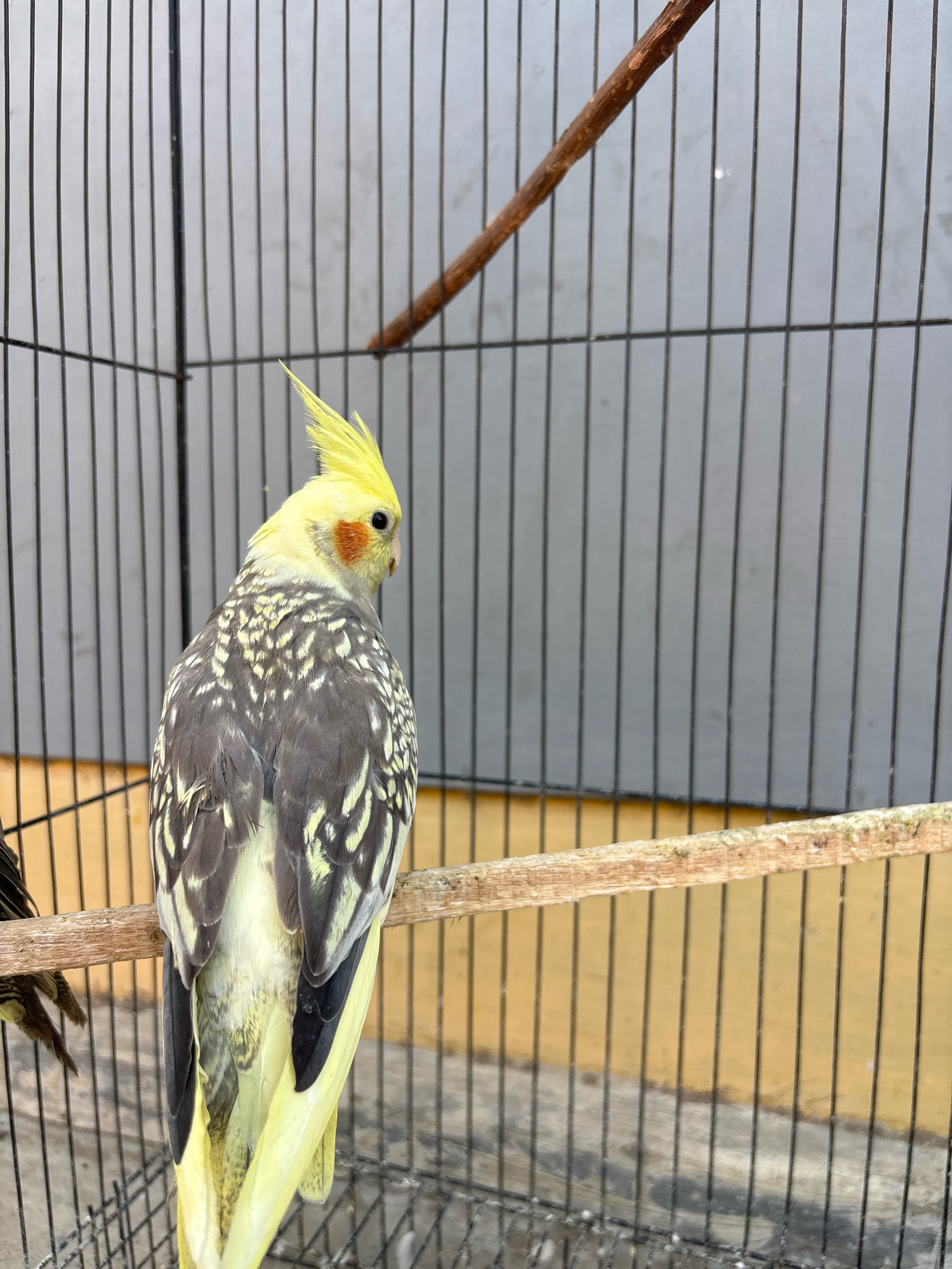 A cockatiel is perched on a wooden dowel inside a black metal cage. The bird is facing away from the camera, with its head turned to the left, showing its profile. It has a yellow crest, white and gray speckled wings, and pale yellow tail feathers. The cage bars are thin and vertical, with a lighter colored background visible through them. Another bird, partially visible on the left side of the frame, appears to be a budgie. The background suggests an outdoor setting, possibly a yard or alley in Bandasari, Indonesia, with a weathered yellow wall behind the cage. A rough wooden branch is also present in the upper part of the cage, diagonally positioned. The lighting is natural and evenly distributed.