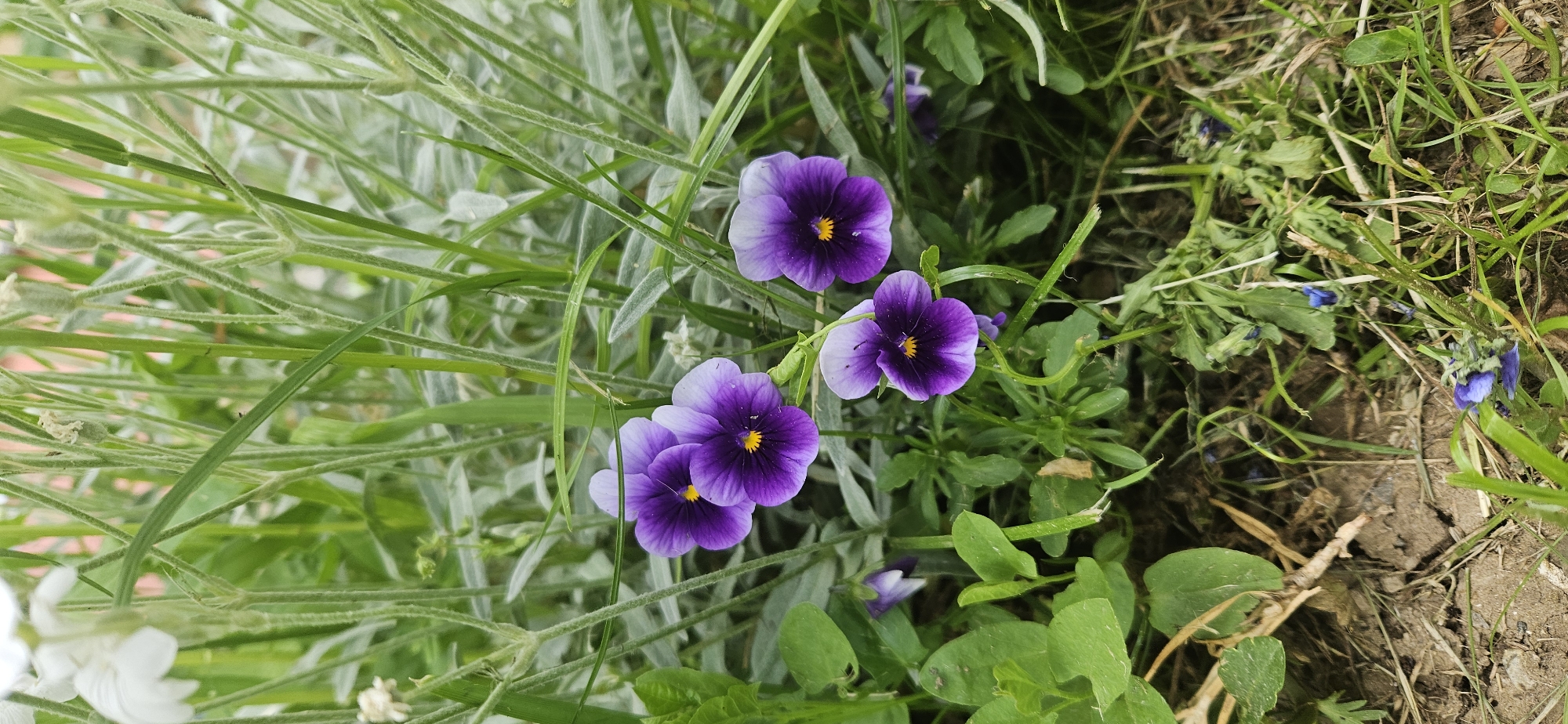 The image depicts a cluster of purple and white pansy flowers blooming amidst greenery. The flowers are in focus, with detailed textures and vibrant colors, while the surrounding foliage includes grass and other leafy plants. The background is slightly blurred, suggesting a garden setting, possibly in the city of Unknown, Unknown.