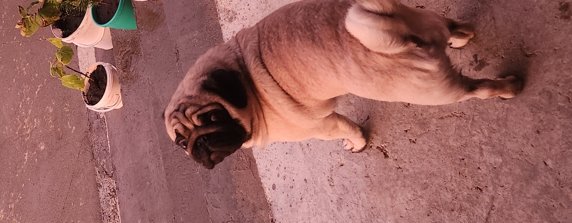 A fawn-colored pug dog is captured from behind, looking to its left, standing on a concrete surface. The dog has a curly tail and prominent wrinkles on its face. In the background, several potted plants are visible on what appears to be an elevated concrete area. The lighting suggests it is daytime, and the overall tone of the image is warm, possibly due to the time of day or a filter. The environment seems to be an outdoor space, possibly a yard or a patio, located in Kazan, Russia.