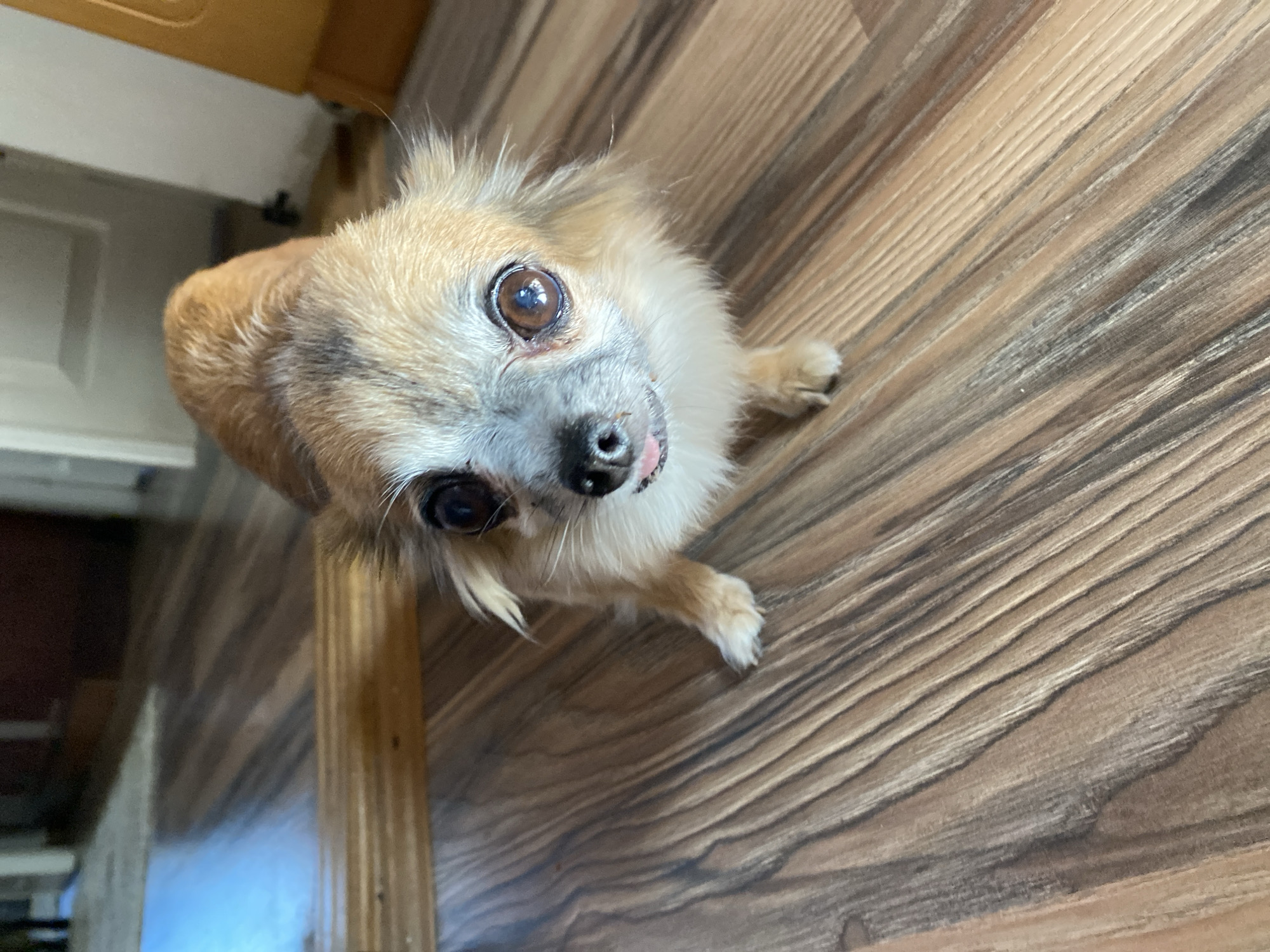 A small tan and white chihuahua dog with large brown eyes and a pink tongue peeks out from under a wooden table in a room with wood-patterned flooring. The dog is looking directly at the camera, with its head tilted slightly to the left. The background is out of focus, but appears to be an interior setting with a doorway and furniture. The image was taken in the city of Maykop, Russia.