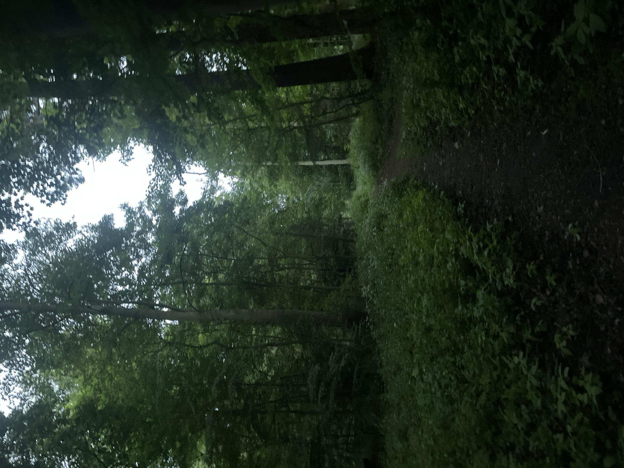 The image depicts a pathway winding through a dense forest. Tall trees with lush green foliage create a canopy overhead, dappling the path with shade. The ground is covered in dark soil and low-lying vegetation, suggesting a natural, untamed environment. The overall impression is one of tranquility and seclusion, with the dense greenery enveloping the viewer. The path appears to be made of dirt and possibly gravel, with some leaf litter scattered across its surface. The lighting suggests it could be daytime, possibly overcast or late afternoon, given the soft light filtering through the trees. The location is identified as Kołobrzeg, Poland. There is no text visible in the image, nor are there any people or discernible objects beyond the natural elements of the forest. The scene evokes a sense of peace and immersion in nature.