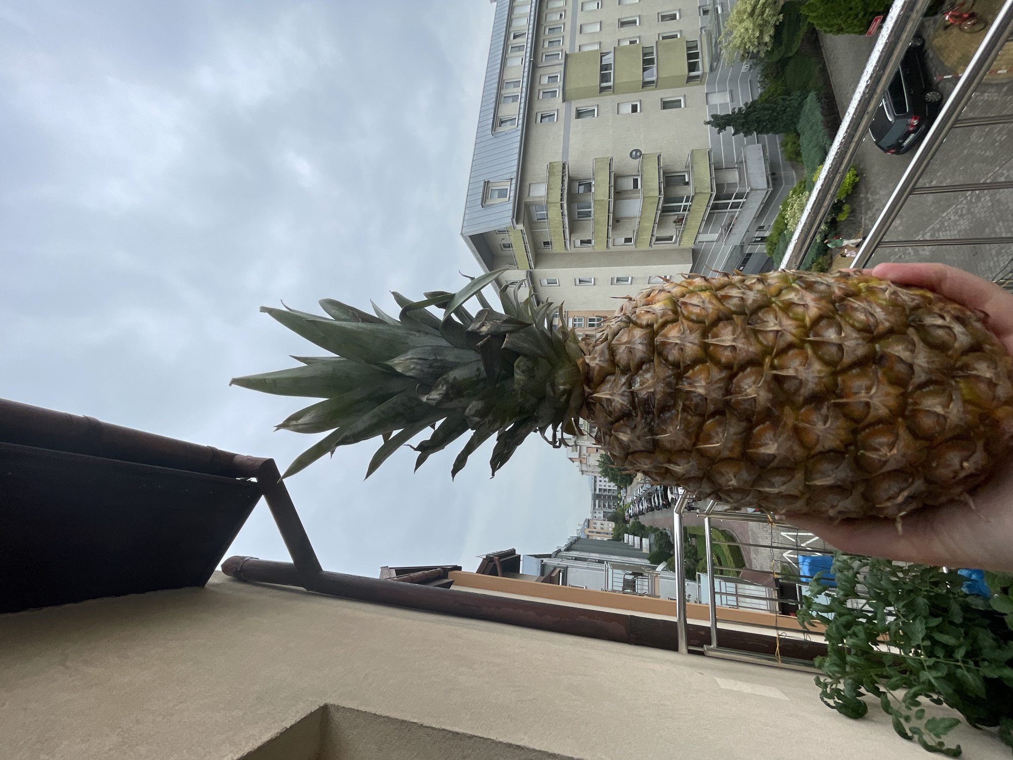 A person holds a pineapple in the foreground of the image. The pineapple is large with a spiky green top and a textured, golden-brown exterior. The person's hand is partially visible holding the fruit. In the background, a balcony railing extends across the frame. Beyond the railing, a street lined with parked cars is visible, leading to a multi-story apartment building with green balconies. Trees and other greenery are present, and the sky is overcast.