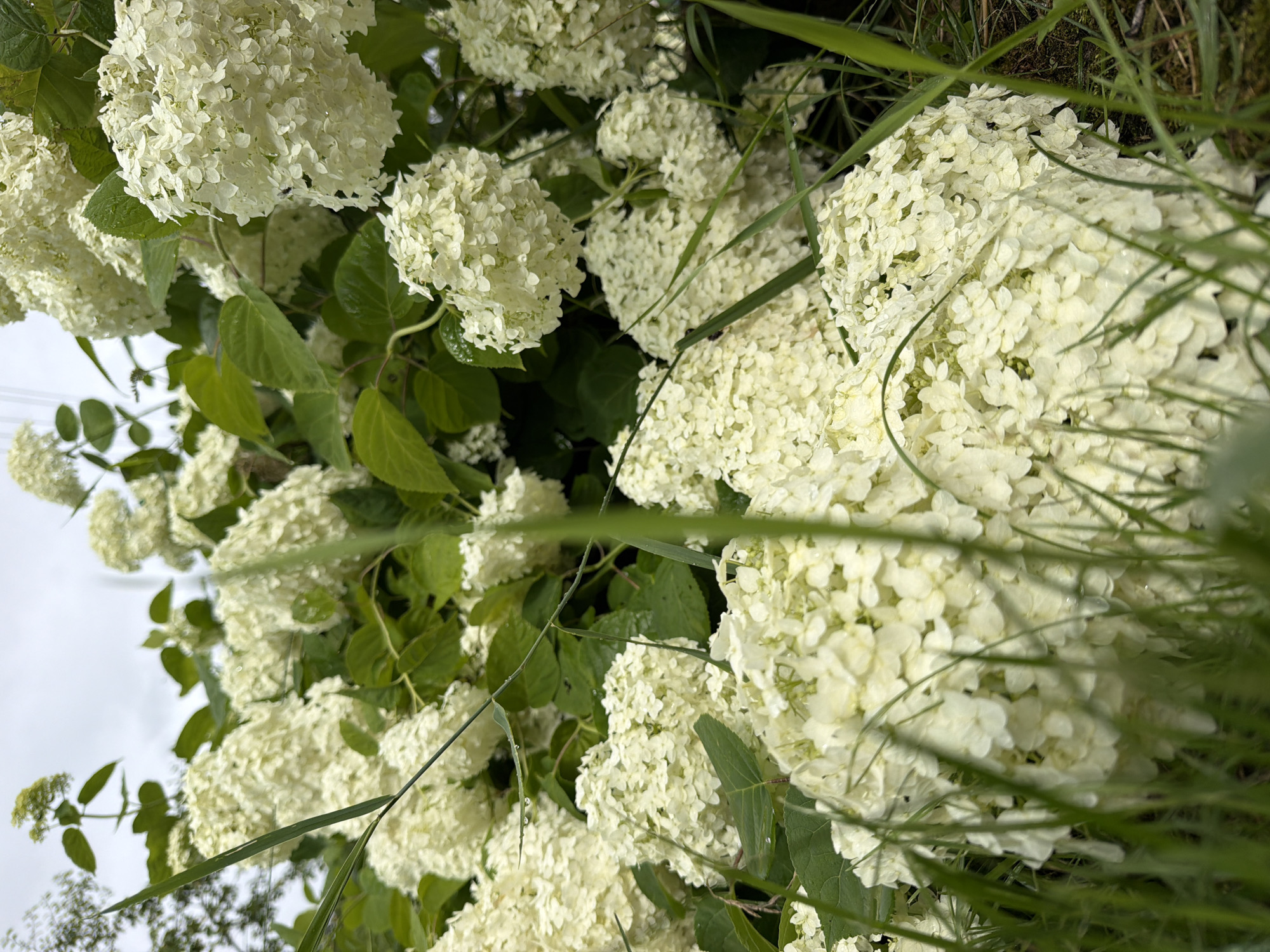 The image is a close-up, downward-facing shot of a cluster of white hydrangea flowers. The flowers are dense and spherical, composed of many small, delicate petals. Green leaves are interspersed among the blooms, some of which appear wet, suggesting recent rain or dew. Blades of green grass partially obscure the flowers in the foreground and background.
The scene appears to be outdoors, with a bright, overcast sky visible in the upper left corner. The lighting is soft and diffused. There are no people or animals present in the image. The setting seems to be a garden or natural area where hydrangeas are growing. The overall impression is one of natural beauty and a slightly damp, fresh atmosphere. There is no visible text in the image.