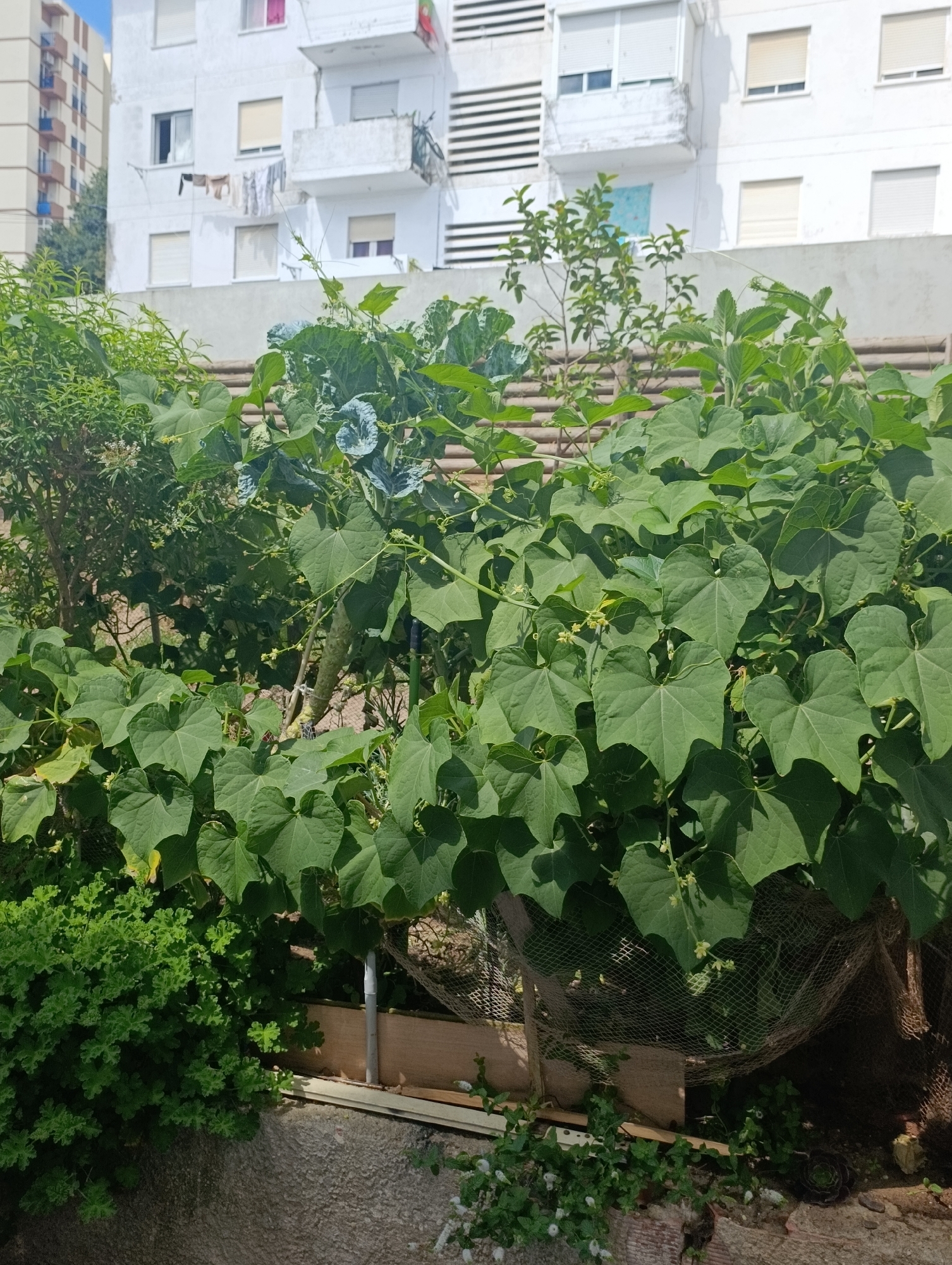 A garden in Setúbal, Portugal features lush green foliage, including large, heart-shaped leaves of a vine, in the foreground. To the left, a denser bush with smaller, textured leaves is visible. In the background, a multi-story white building with balconies and laundry hanging from a line is present. The overall scene suggests a residential urban environment with a focus on gardening.