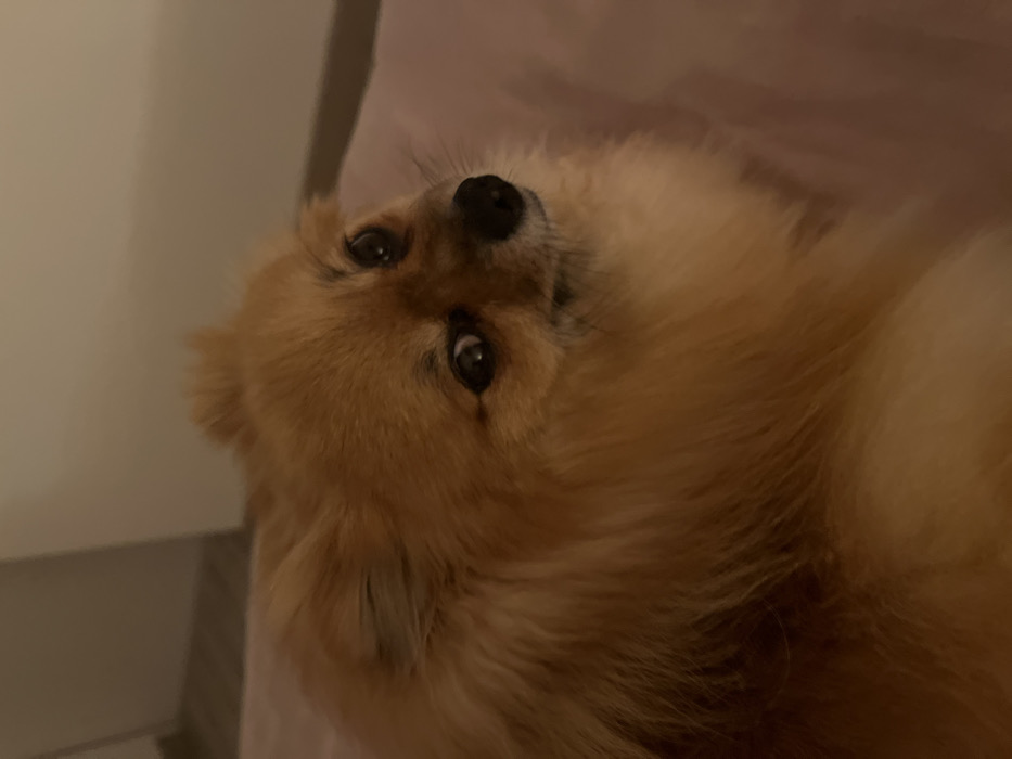 A tan Pomeranian dog lies on its back, looking directly at the camera with wide, inquisitive eyes. The dog's dark nose and eyes contrast with its fluffy, light brown fur. The dog's head is tilted slightly to the left. A blurred background suggests a room interior with a pale wall on the left and a soft, pink surface beneath the dog.