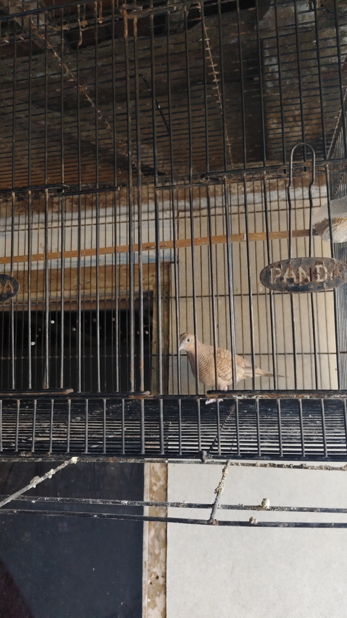 A bird stands in a cage. The bird is small and brown with stripes on its wings. It is facing to the left. The cage is made of black metal bars and has a wooden perch. There is a metal tag on the cage that says "PANDA". The background of the cage is blurry and appears to be a wall or another cage. The lighting in the image is dim. The location is a bird cage in the city of Galis, Indonesia.