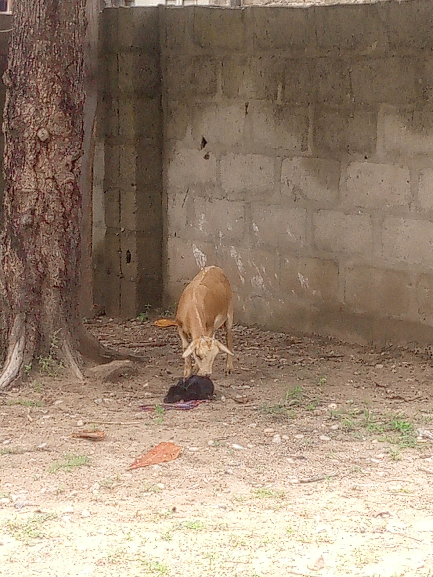 In Adankolo, Nigeria, a tan goat is pictured bending its head towards the ground, appearing to eat or interact with a dark object. The goat is positioned near the base of a large tree with rough, textured bark. In the background, a concrete block wall forms a backdrop to the scene. The ground is covered in dirt and scattered debris, including fallen leaves. The overall environment suggests an outdoor, somewhat arid setting.