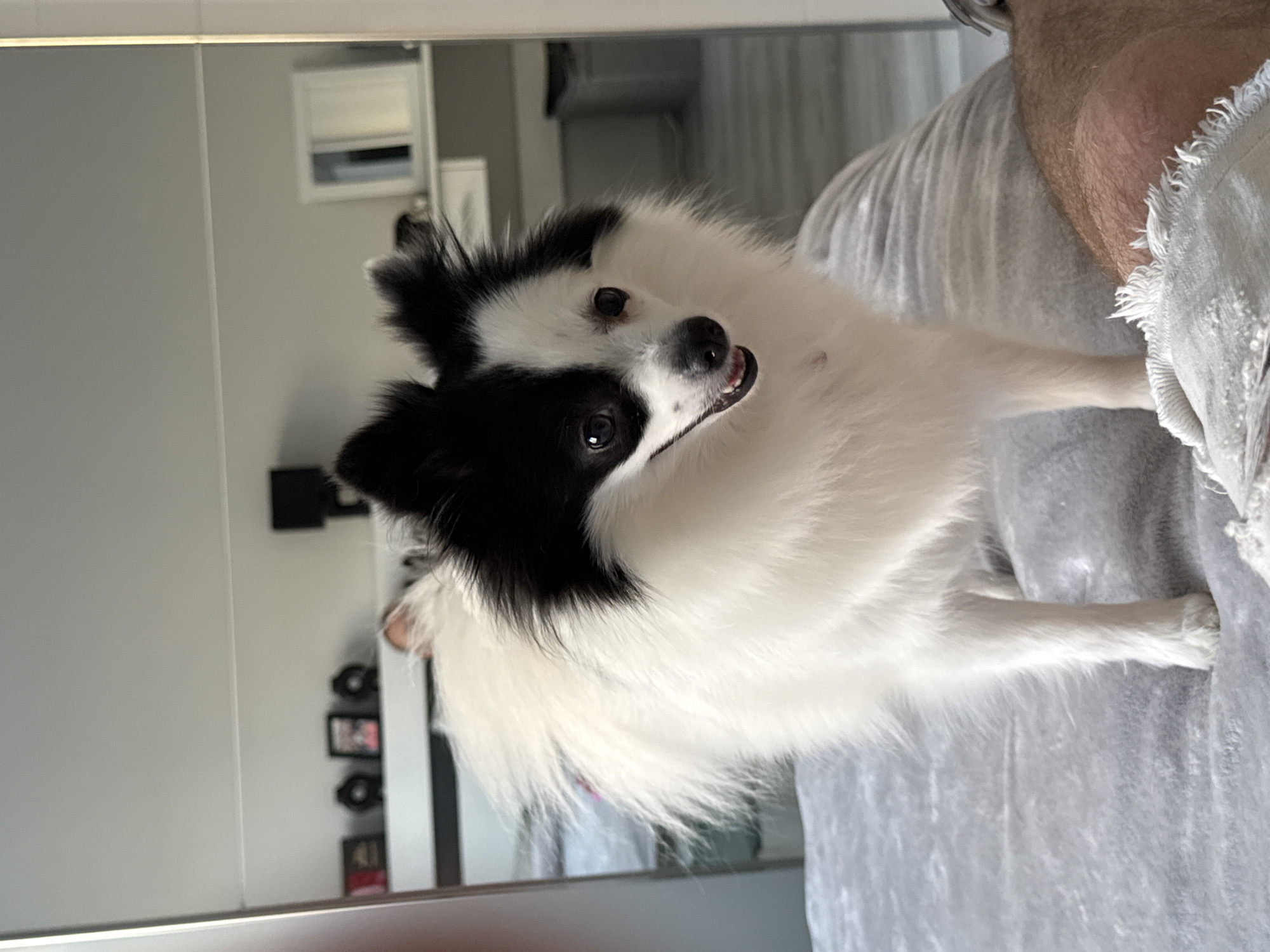 A small, black and white fluffy dog is pictured indoors, held against the chest of a person wearing a light gray garment. The dog's head and front paws are visible. A mirror reflects the room, showing a window, a cabinet, and wall décor. The location is unknown, and no evidence suggests it is in Stara Zagora, Bulgaria.