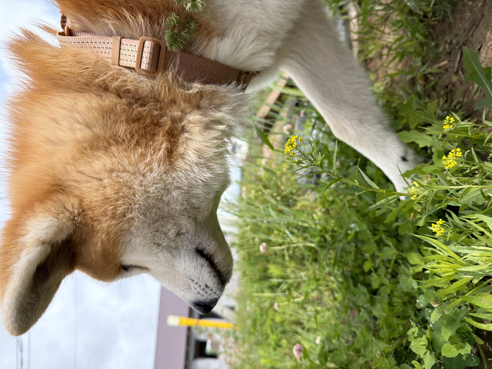 The image displays a close-up, side profile of a dog with golden-brown and white fur, appearing to be a Shiba Inu or similar breed, intently looking downwards. The dog's head, part of its back, and a front leg are visible. It wears a light brown collar with a patterned strap and buckle, and a few small green sprigs are caught in the fur around its neck. The dog's eyes are partially closed or squinted, conveying a focused or gentle demeanor as it investigates the ground.
The lower and right sections of the image are dominated by vibrant green vegetation, including various grasses and broad-leafed plants. Several small plants with bright yellow flowers are interspersed among the greenery, and the dog appears to be observing or sniffing them. Dark soil is visible beneath some of the foliage.
In the background, against what would be the upper portion of the image if correctly oriented, there is a clear, bright light blue sky, indicating daytime conditions. Faint, blurred structures, possibly distant buildings or fences, can be seen against the sky. The scene depicts a tranquil outdoor setting where the dog is calmly exploring its natural environment. There is no visible text in the image.