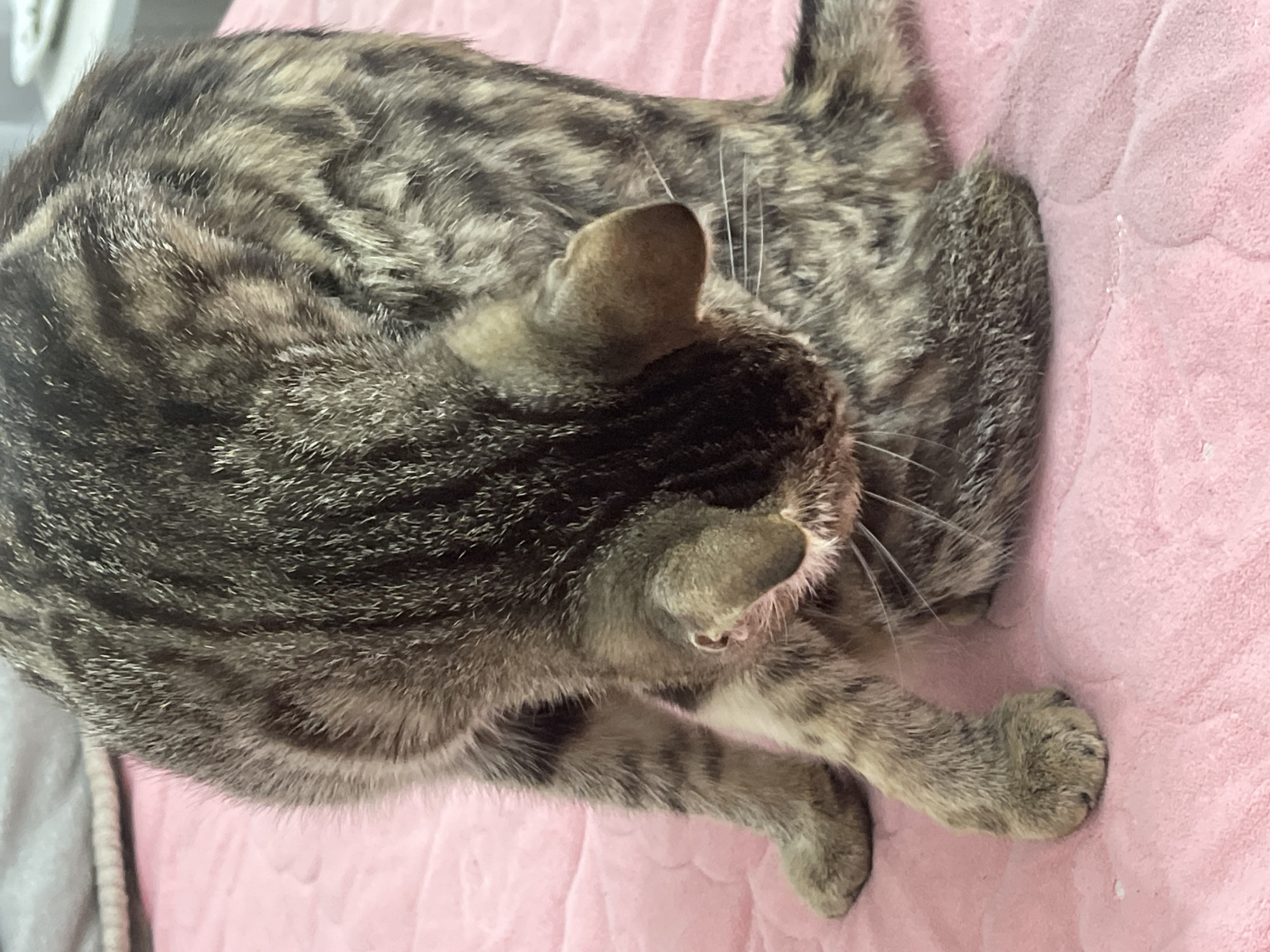 An overhead shot shows a brown and black tabby cat grooming itself on a pink blanket. The cat is curled up, with its head tucked under its body and its paws raised to its face. The blanket is soft and textured, with a quilted pattern. The background is blurred, but appears to be a domestic setting. The image was taken in Bishkek City, Kyrgyzstan.