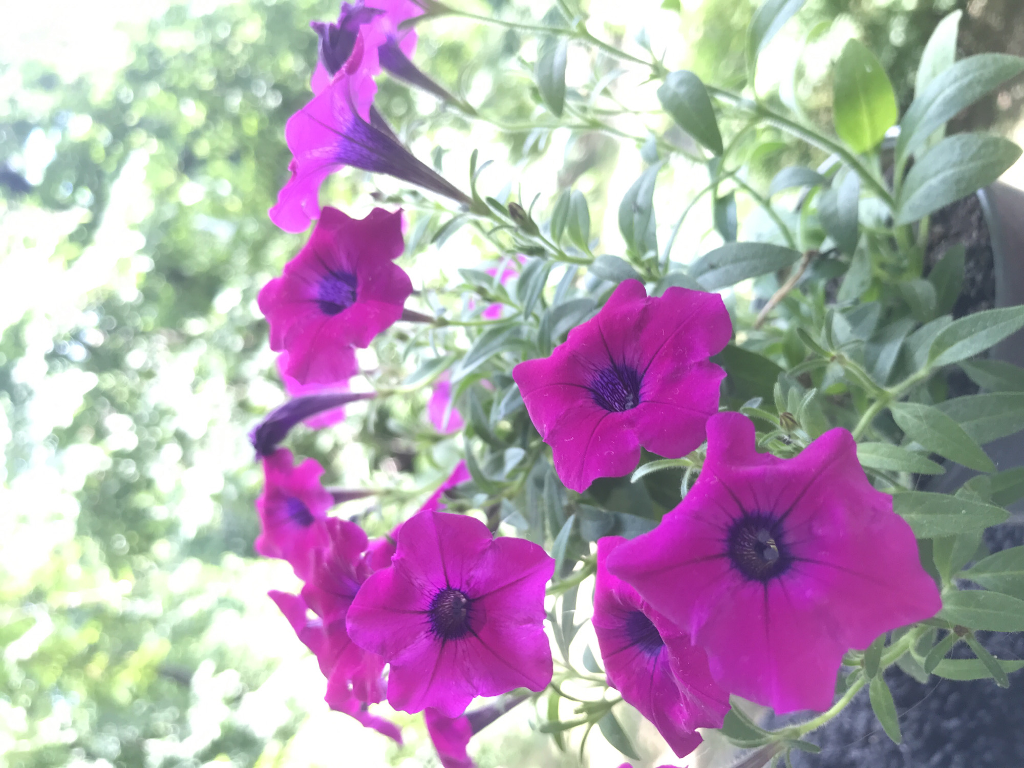 The image shows a close-up of several bright pink petunias with dark purple centers. The flowers are in full bloom and are arranged in a planter. The background is blurred, but appears to be a garden or outdoor setting with green foliage and dappled sunlight. There are no people or animals visible in the image. The image is a still photograph with no action or interaction taking place. The location is not specified in the image or the provided context.