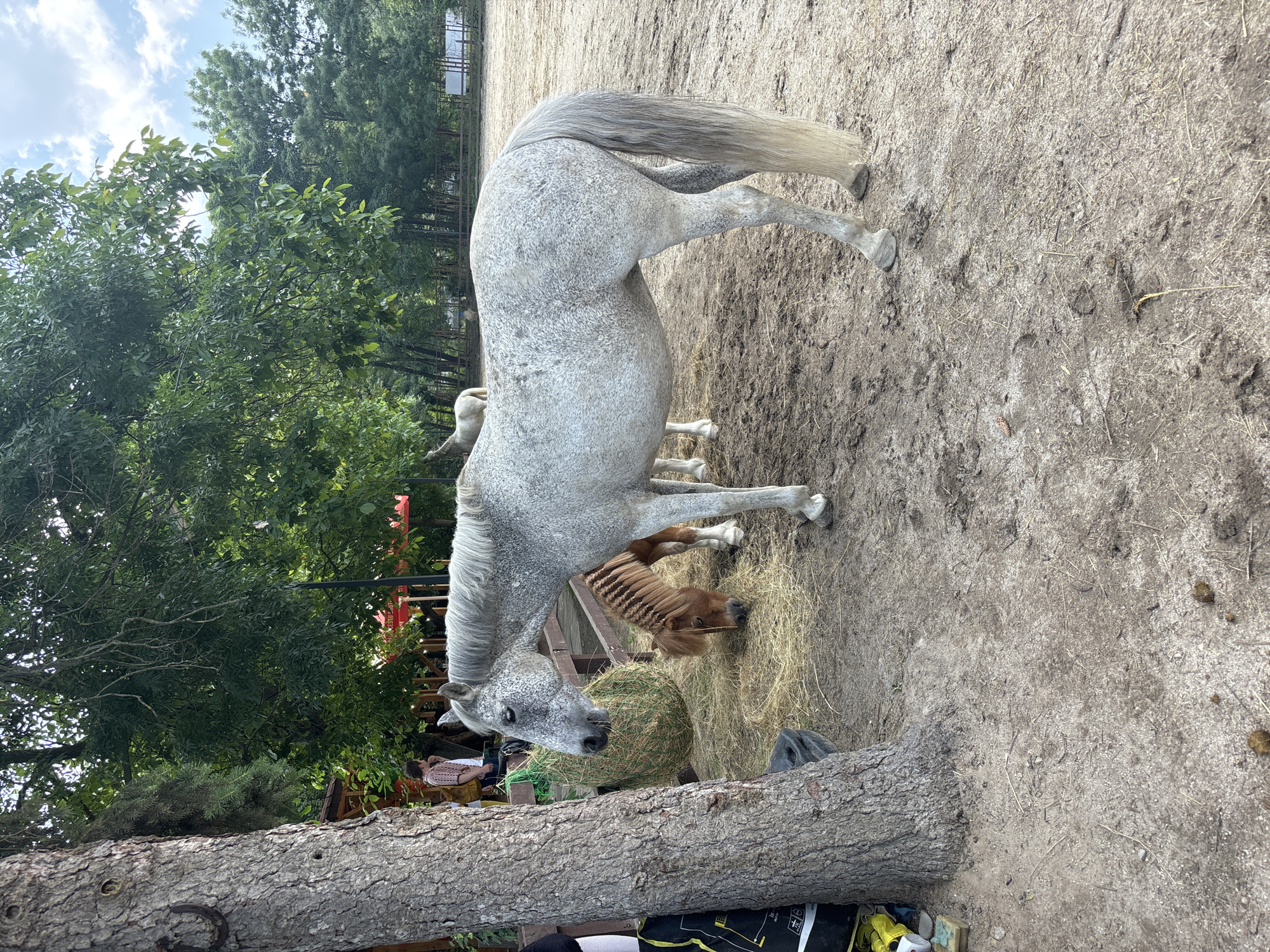 This image depicts an outdoor animal enclosure situated within the city of Sofia, Bulgaria. The ground consists of dry, packed dirt and sand, scattered with loose hay and several piles of horse manure in the lower right foreground. A large, thick-barked tree trunk occupies the left side of the frame, featuring a weathered metal horseshoe nailed to it approximately halfway up. At the base of this tree, a black bag with yellow markings, a yellow-green sponge, and a white cylindrical object are visible.
In the mid-ground, a dapple grey horse with a light grey mane and tail stands centrally, facing left. Its head is slightly lowered towards a green mesh hay net, which is suspended from a wooden fence line behind the horse and filled with hay. Partially obscured by the grey horse, a smaller, reddish-brown pony with a distinctly braided mane is positioned with its head down, actively feeding on hay spread on the ground. Another lighter-colored horse or pony is partially visible in the distant background, further to the left. In the far background, a white structure and additional fencing are present.
To the left of the scene, behind the large tree, sections of a wooden building with red awnings are visible; one awning displays partial lettering, possibly "ESSO" or "RESSO". A person, clad in a patterned light-colored short-sleeved shirt and dark trousers, with a yellow backpack, stands near this building. The background features a dense canopy of green deciduous trees, and a partially cloudy blue sky is visible in the upper right.