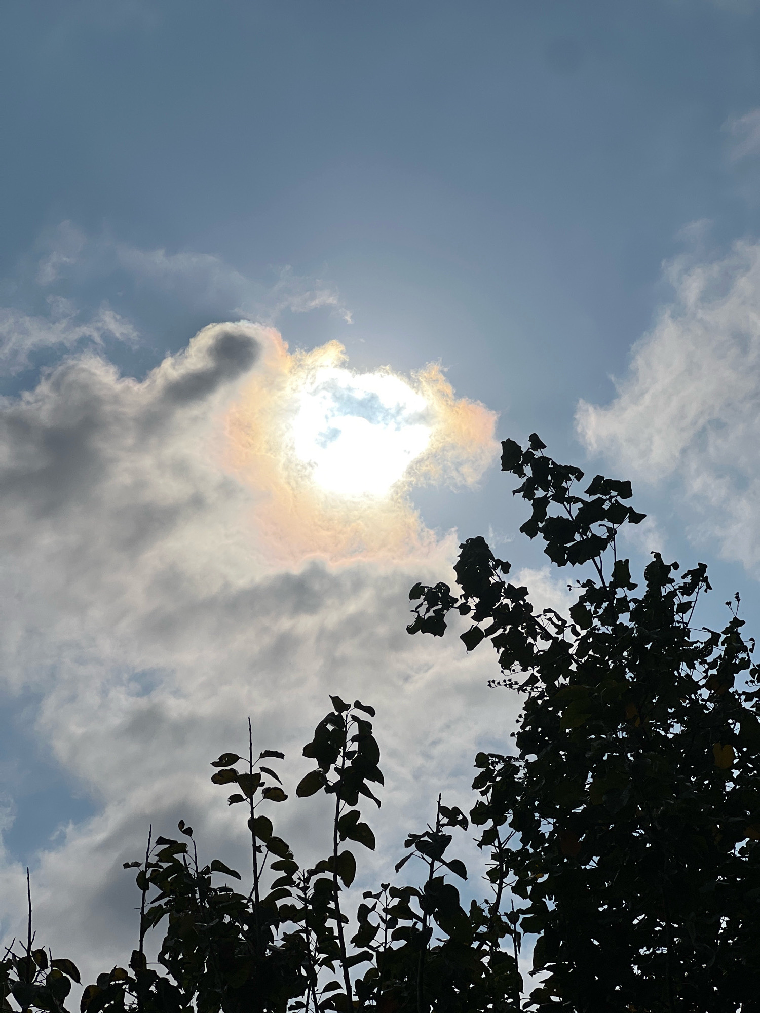 A silhouette of foliage is positioned in the foreground of the image, obscuring a portion of a bright, sunlit sky. The sun itself is partially veiled by clouds, creating a halo-like effect with iridescent colors. The sky is a light blue, dotted with white and gray clouds. The foliage appears to be from trees and possibly shrubs. The image's composition suggests an outdoor scene, possibly a park or garden, looking up towards the sky. There is no indication of Kuta, Indonesia in the image itself.