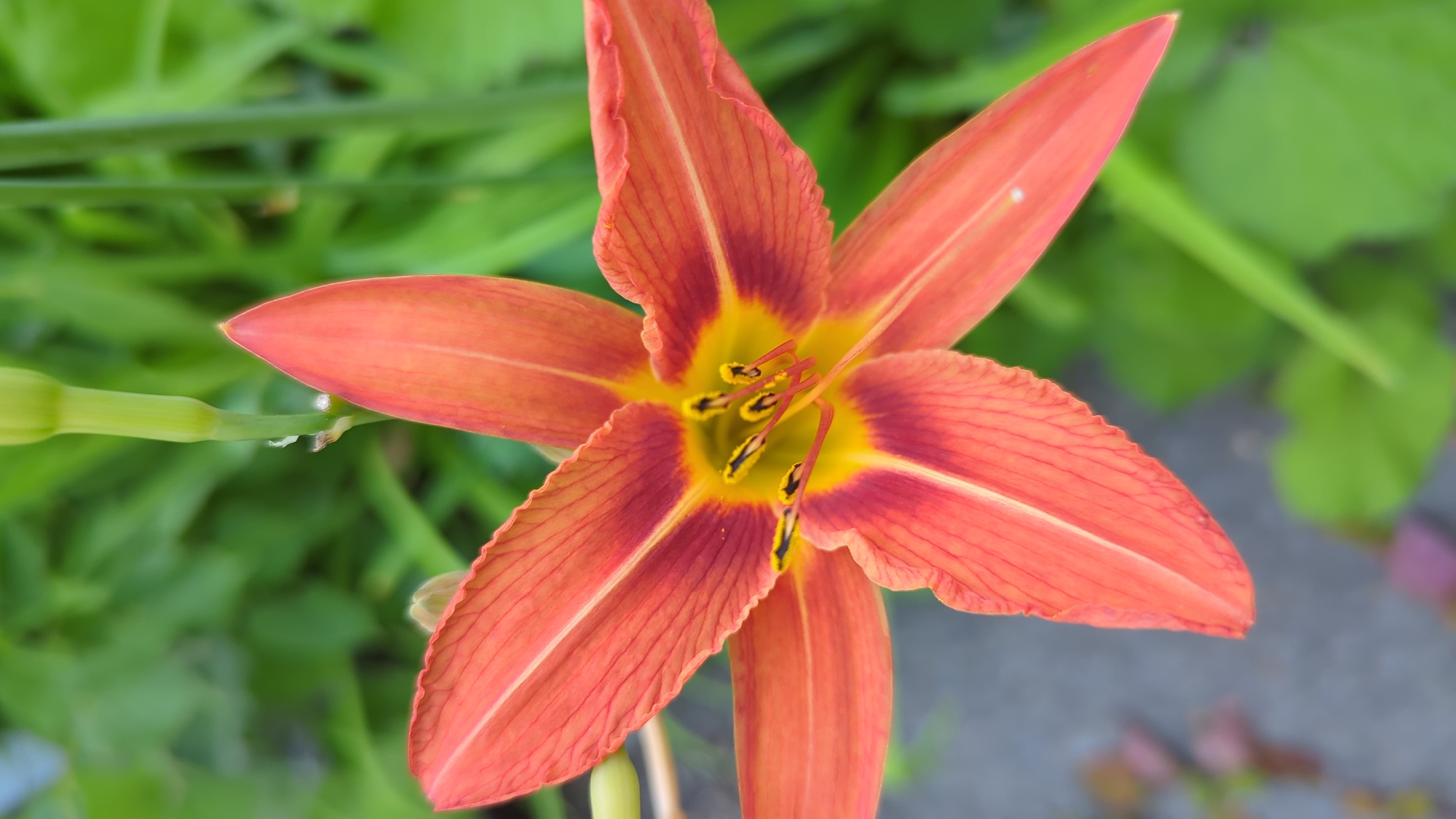 A close-up, vertical shot captures an orange lily in bloom, set against a blurred backdrop of green foliage. The flower is the primary subject, its six petals unfurling outwards from a vibrant yellow and red center. The petals are a warm orange hue, with delicate, darker red veining that adds depth and texture. The stamen, tipped with black anthers, are prominently displayed in the flower's core. A green stem and bud are visible to the upper left of the bloom. The lighting is soft, highlighting the intricate details of the flower. The scene appears to be a garden setting, potentially in a residential area or park. There is no indication of any specific location within Montreal, Canada.