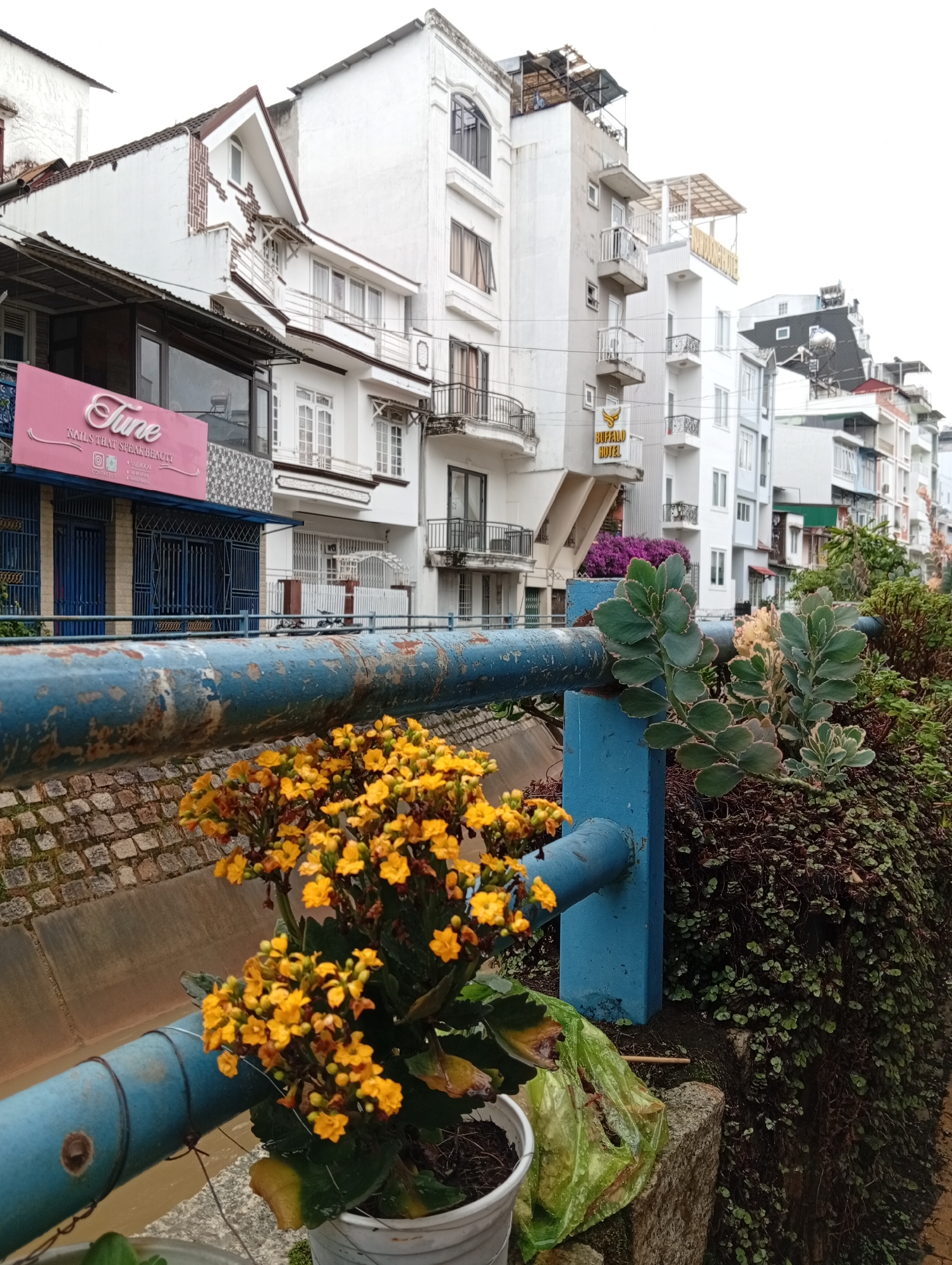 The image captures a street scene in Da Lat, Vietnam, characterized by a row of buildings with mixed architectural styles. The buildings feature white facades, multiple stories, and balconies. A blue, metal railing runs along the foreground, adorned with potted plants, including a cluster of bright yellow flowers and succulents. The railing serves as a boundary along a small embankment covered in greenery. A pink sign with the word "Tune" is visible on one of the buildings. The sky is overcast, suggesting a muted daylight setting.