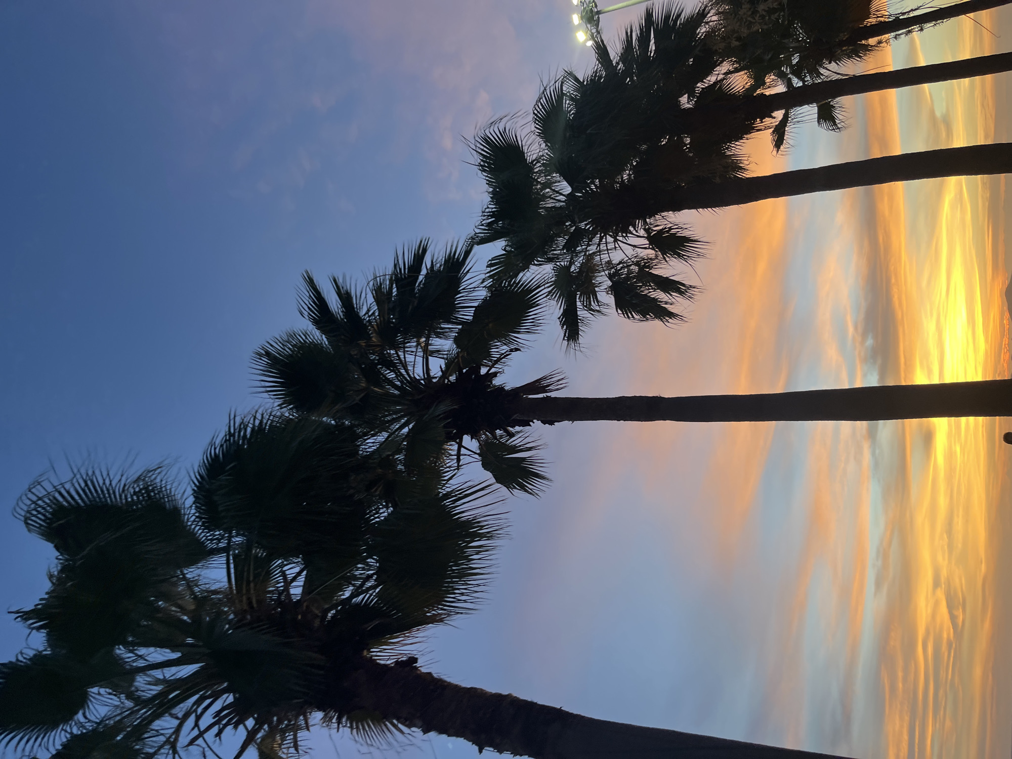 The image shows a row of palm trees silhouetted against a colorful sunset sky. The sky transitions from a deep blue at the top to a vibrant mix of orange and yellow near the horizon. Artificial lights are visible at the top right, suggesting an urban environment. The location is likely Pattaya City, Thailand.