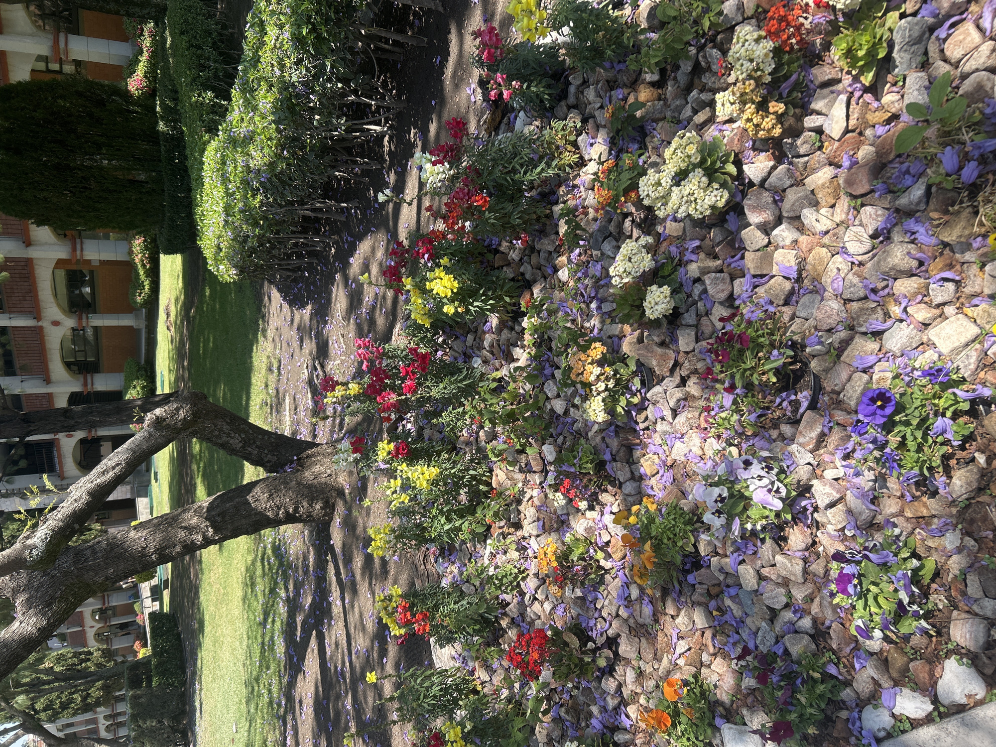 The image shows a garden or landscaped area likely located in Unknown, Unknown. The garden bed is covered in rocks or pebbles and features a variety of colorful flowers, including red, yellow, white, orange, and purple varieties. Many purple petals are scattered on the ground. A tree trunk is visible on the left side of the image. A green lawn stretches out beyond the garden bed, and some trimmed hedges or shrubs can be seen bordering the lawn. In the background, a building with windows and architectural details can be discerned. The scene appears to be outdoors, likely on a sunny day.