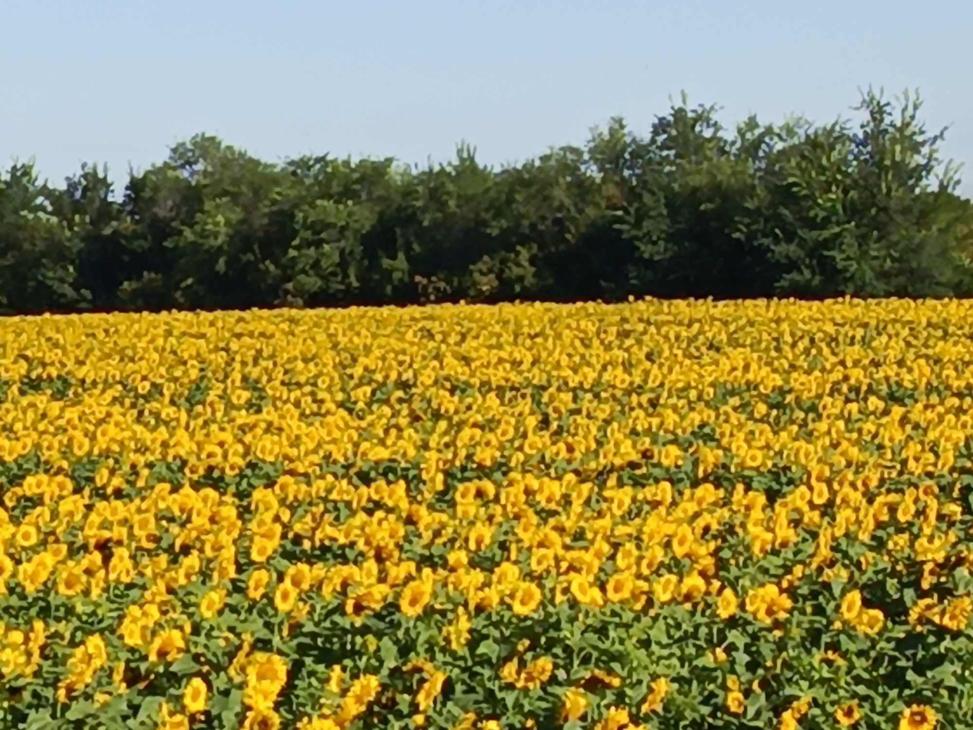 The image shows a vast field of sunflowers with their bright yellow petals facing upwards. The field stretches as far as the eye can see, meeting a line of dense green trees in the background. Above the trees, a clear blue sky dominates the upper portion of the image. The scene is bright and appears to be a sunny day, typical of a rural landscape. The location in Chernyi Otrog, Russia, is suggested as a potential area for such expansive sunflower cultivation, given its agricultural context. There are no people or animals visible in the image, focusing solely on the natural beauty of the sunflower field and its surrounding environment.
