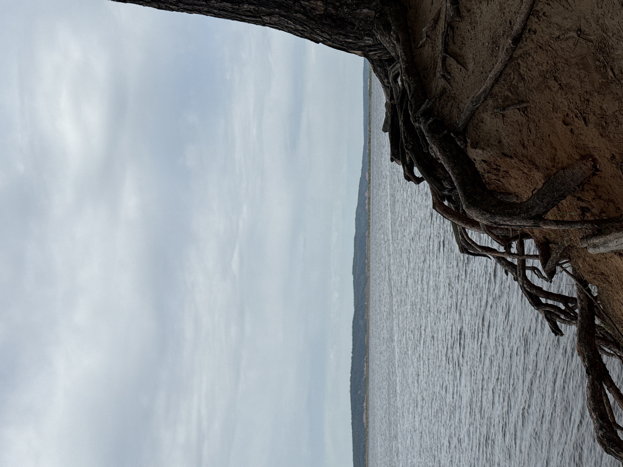 The image shows a view of a body of water, likely a river or lake, under a cloudy sky. In the foreground, the roots of a tree are visible, growing out of a sandy bank. The opposite shore of the water is visible as a strip of land in the distance.
Given the prompt context of Chaikovsky, Russia, the body of water is likely part of the Kama River or one of its reservoirs.