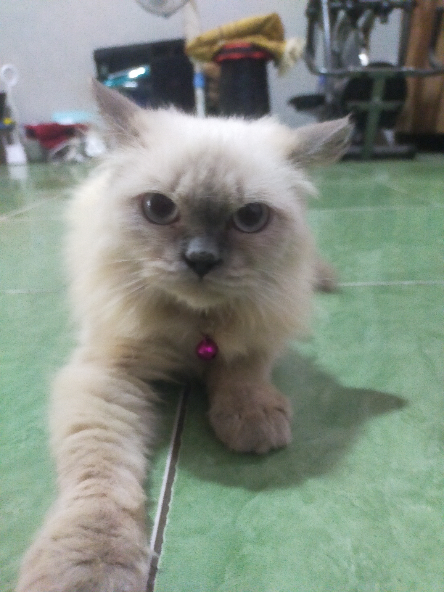 A fluffy, light-colored cat with grey points and a pink bell collar lies on a green tiled floor. The cat is positioned facing forward, with its head slightly tilted and its eyes looking directly at the camera. Its front paws are extended forward. In the background, a blurred view shows a shelf with various items, including what appears to be a fan and some fabric. The overall setting suggests an indoor environment, likely a residence.
