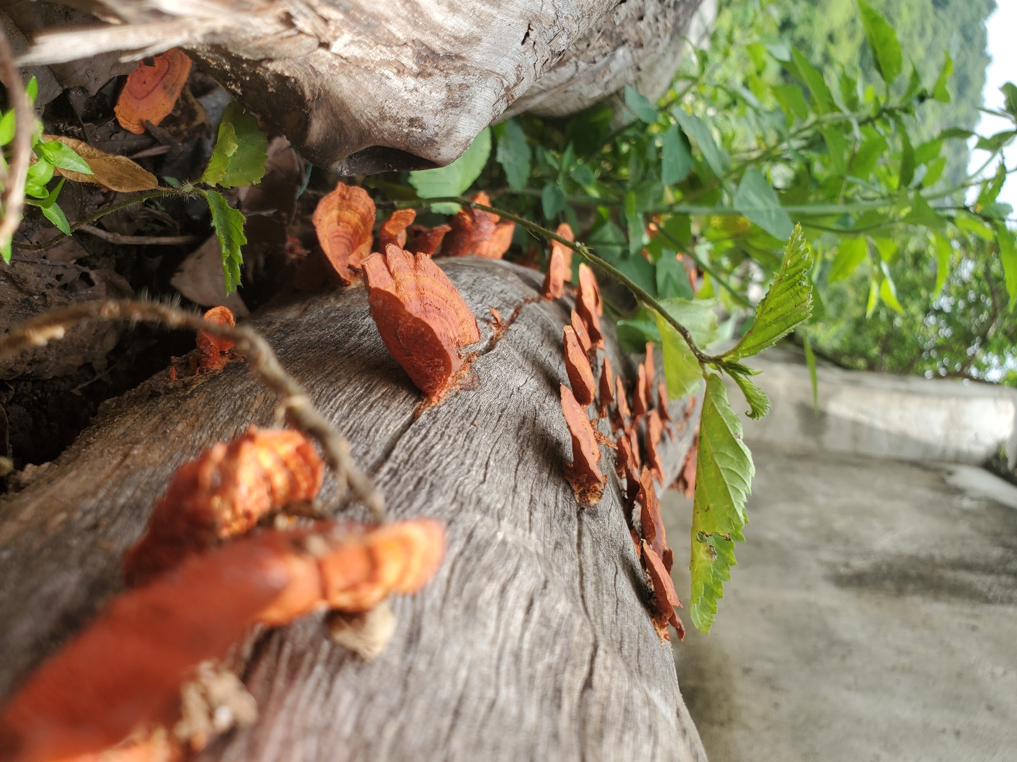 The image captures a close-up view of a decaying log with numerous small, orange shelf fungi growing on its surface. The log is positioned outdoors, possibly in a natural or semi-natural environment within Mararaba, Nigeria, given the lush green vegetation in the background and the rough, weathered texture of the log. The fungi appear to be a species of bracket fungus, characterized by their fan-like or shelf-like shapes. Some of the fungi are tightly clustered, while others are spaced out along the log. The log itself shows signs of decomposition, with cracks and a rough, weathered surface. The background consists of green foliage and a blurred, grey concrete structure, suggesting an urban fringe setting. The lighting suggests it is daytime, possibly overcast or in shade, as there are no harsh shadows. No people or animals are visible in the frame. The scene is static, focusing on the natural process of decay and fungal growth.