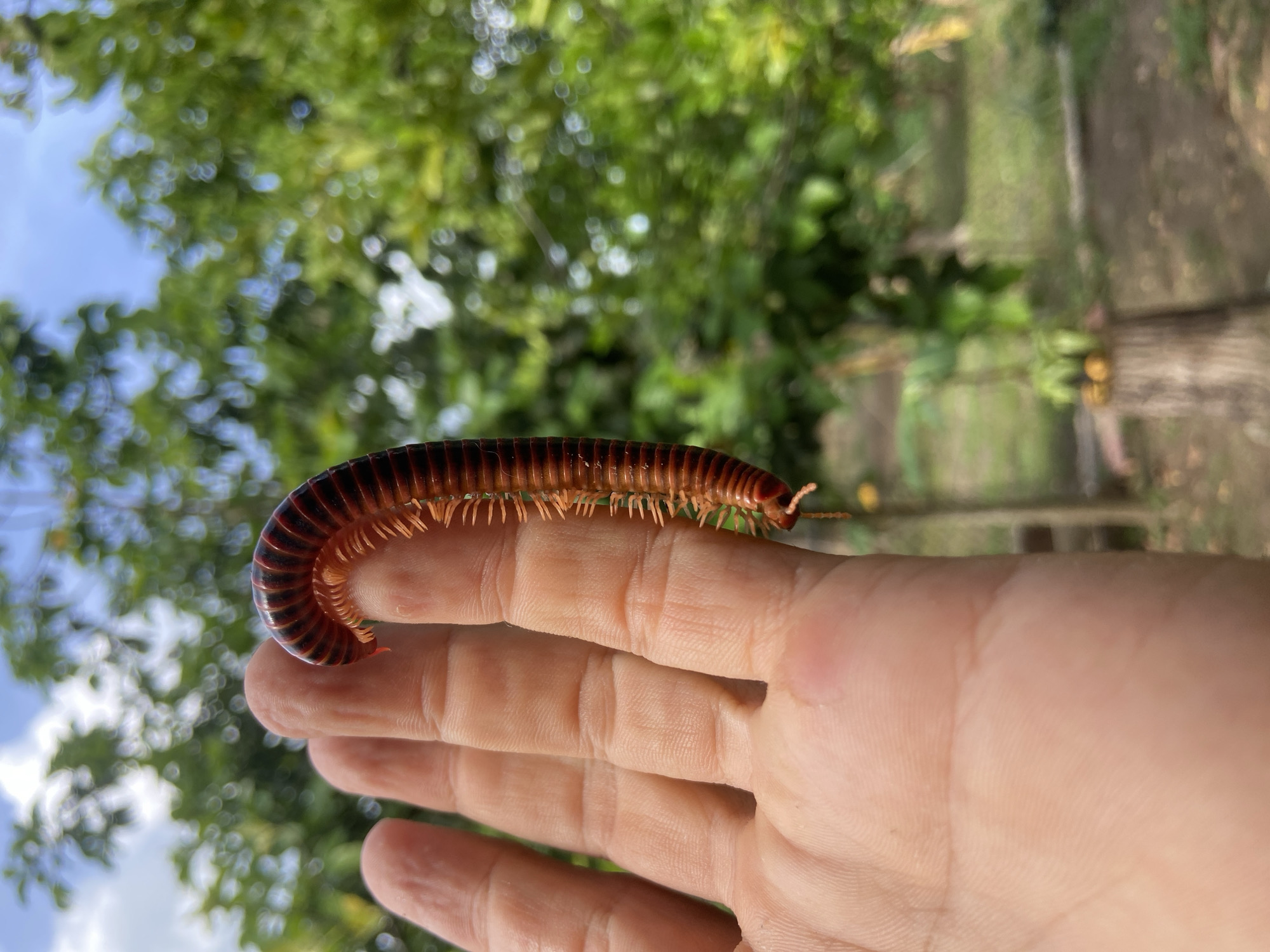 A millipede is resting on a person's hand, which is positioned in the foreground of the image. The millipede is elongated, segmented, and reddish-brown with darker bands. Its numerous legs are visible. The hand is lightly tanned and shows skin texture. The background is blurred, showing green foliage and a blue sky with some clouds, suggesting an outdoor environment. The scene appears to be set in an area with lush vegetation, possibly indicating a natural or garden setting within the city of Los Velásquez, Venezuela. There are no other people or animals visible in the immediate vicinity.