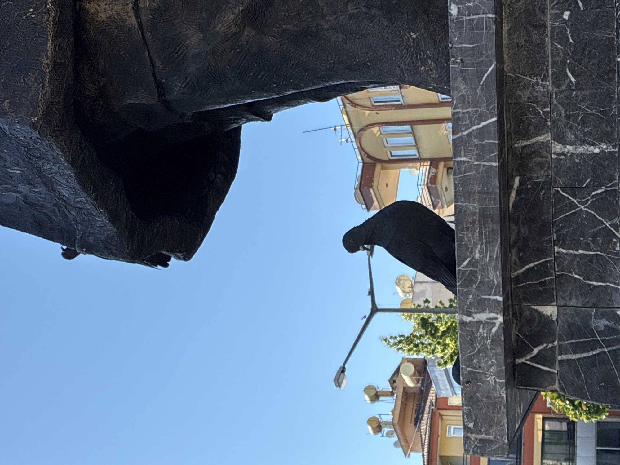 In Alanya, Turkey, a black pigeon is perched on a marble surface, its body facing left and its head turned slightly upwards and to the right. The pigeon is positioned in the foreground, partially obscuring a dark, textured statue that occupies the right side of the frame. Behind the pigeon and statue, a clear blue sky forms the backdrop. In the mid-ground, a street lamp with a white light fixture extends across the image, with smaller birds potentially visible on its arms. Buildings with yellow and red facades, some featuring balconies and solar water heaters, are visible behind the lamp, suggesting an urban environment. The scene is illuminated by bright sunlight, casting minimal shadows and highlighting the textures of the pigeon's feathers, the statue, and the marble.